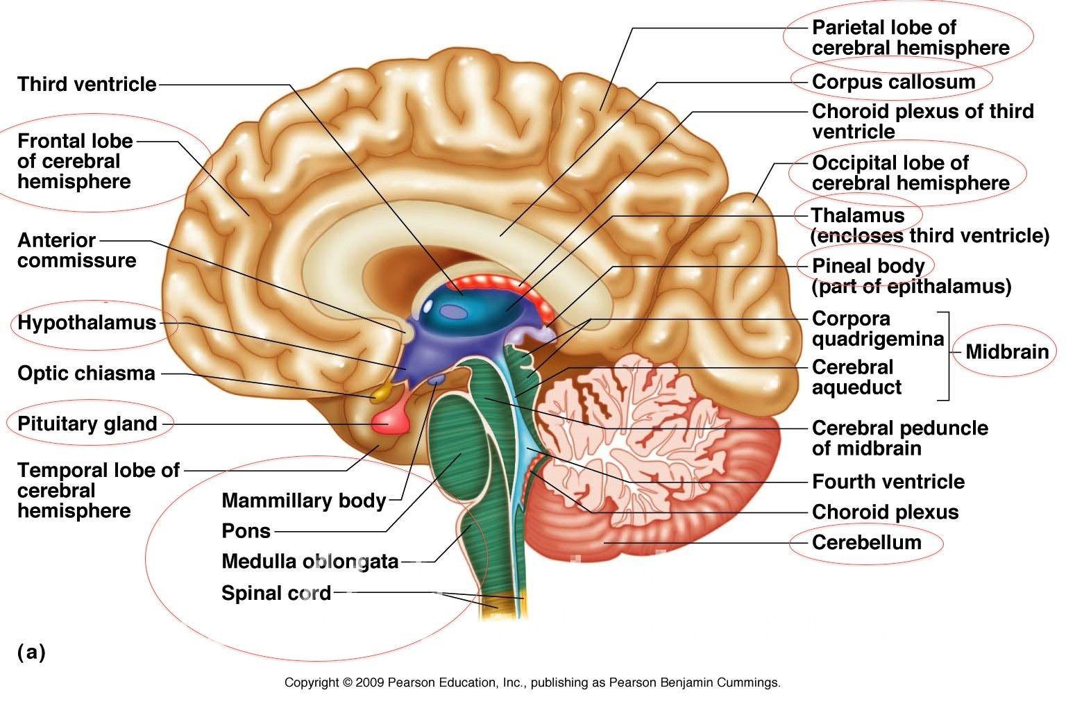 Anatomy Organ Picture: Image Collection Human Anatomy Brain Brain