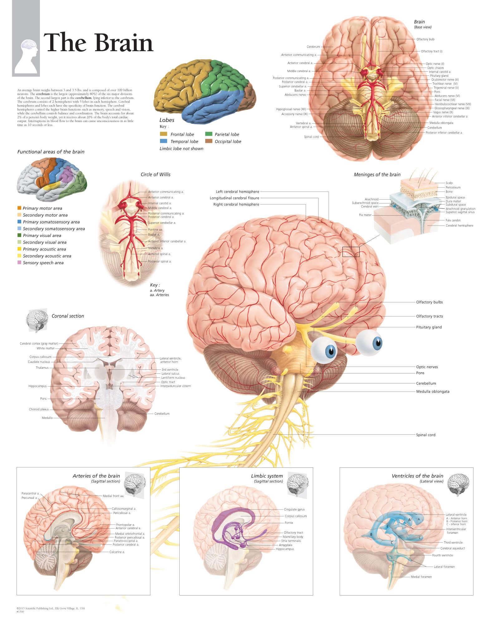 Brain Anatomy Functions Of The Brain Ideas Human Brain Anatomy HD