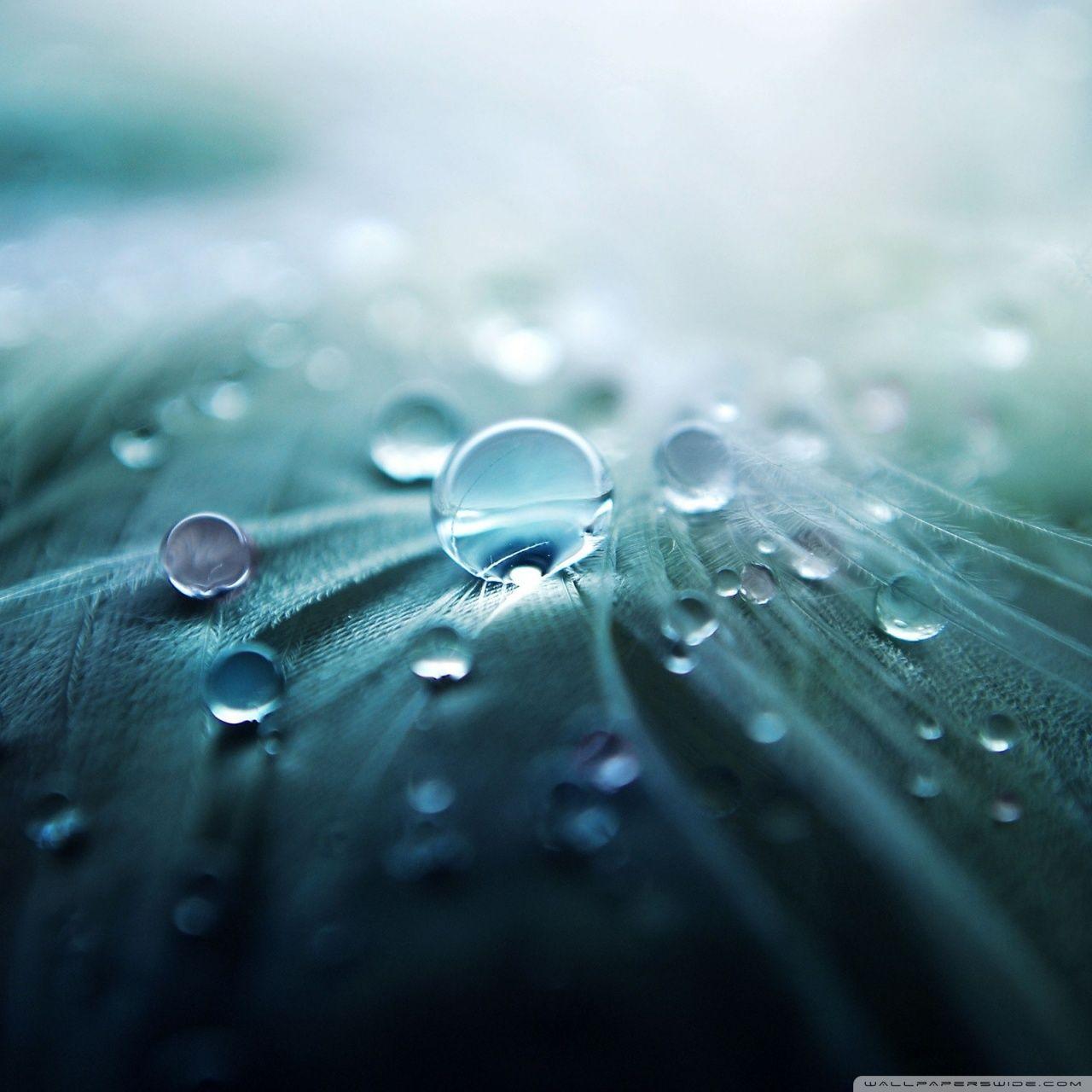 Water Drops On Feather Macro ❤ 4K HD Desktop Wallpaper for 4K Ultra