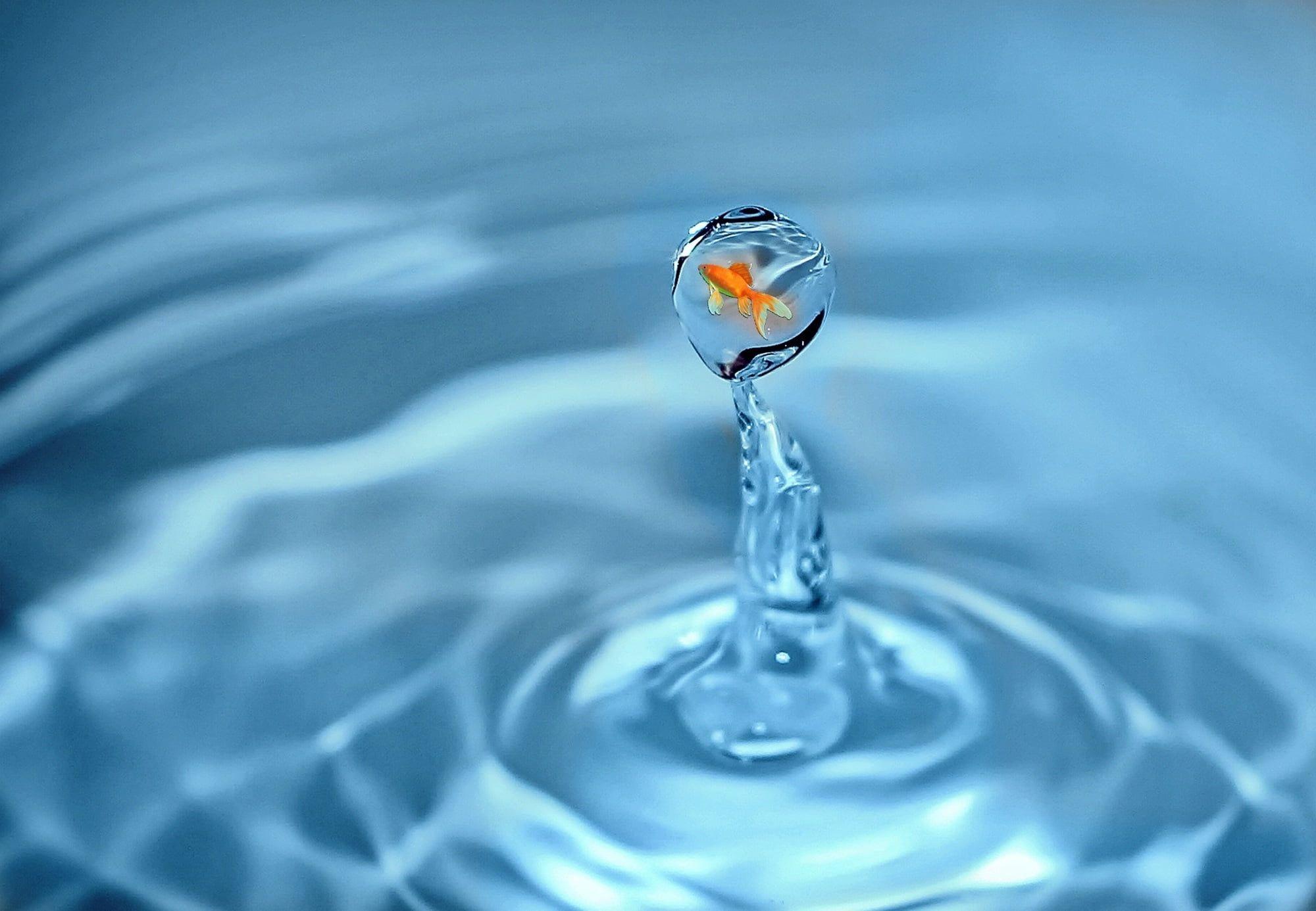 Gold fish in water droplet HD wallpaper