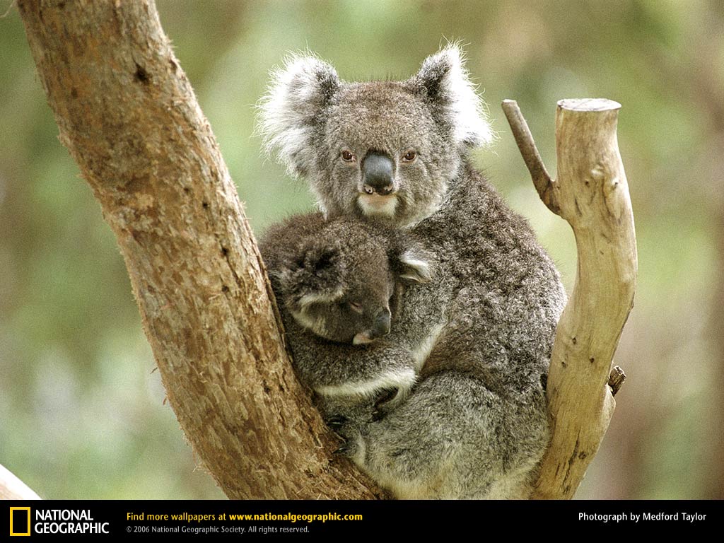 Koala Picture, Koala Desktop Wallpaper, Free Wallpaper, Download