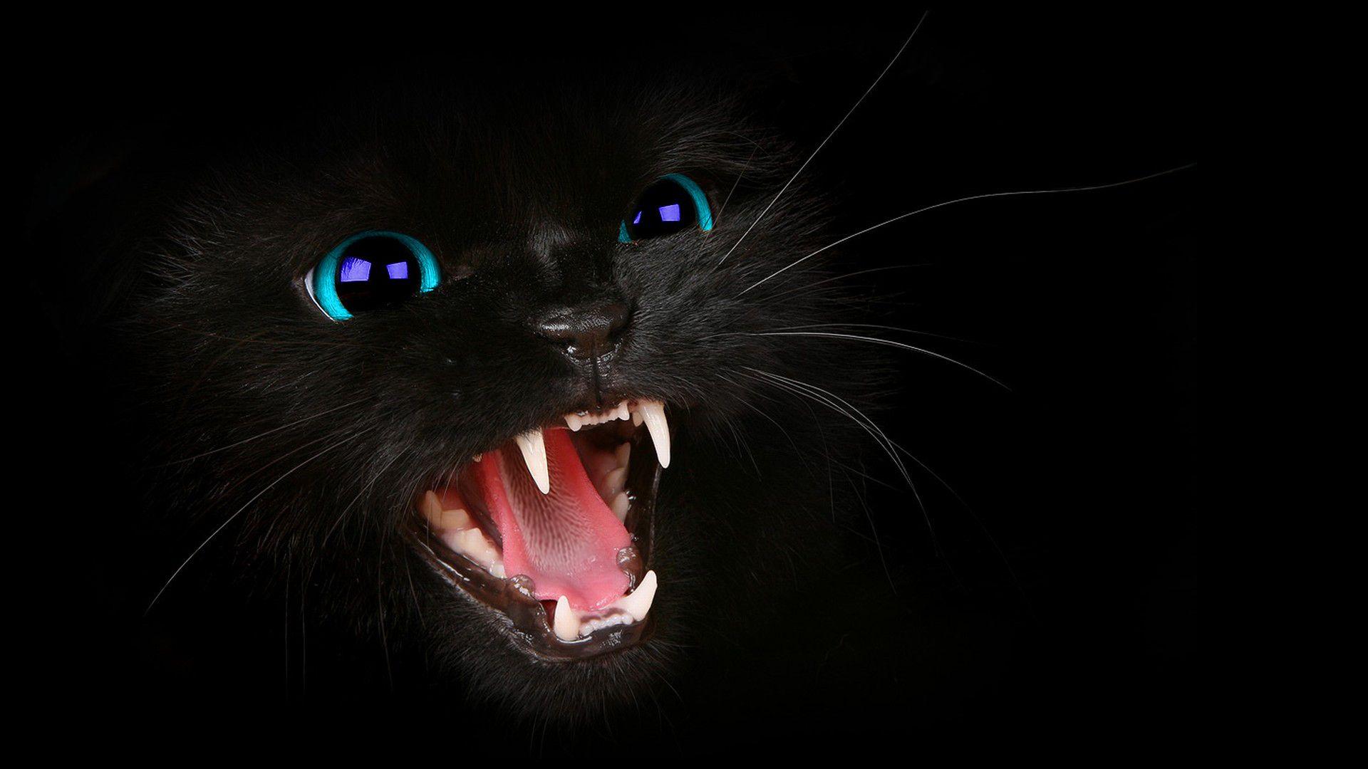 HD Black Cat BLue Eyes WallPaper!