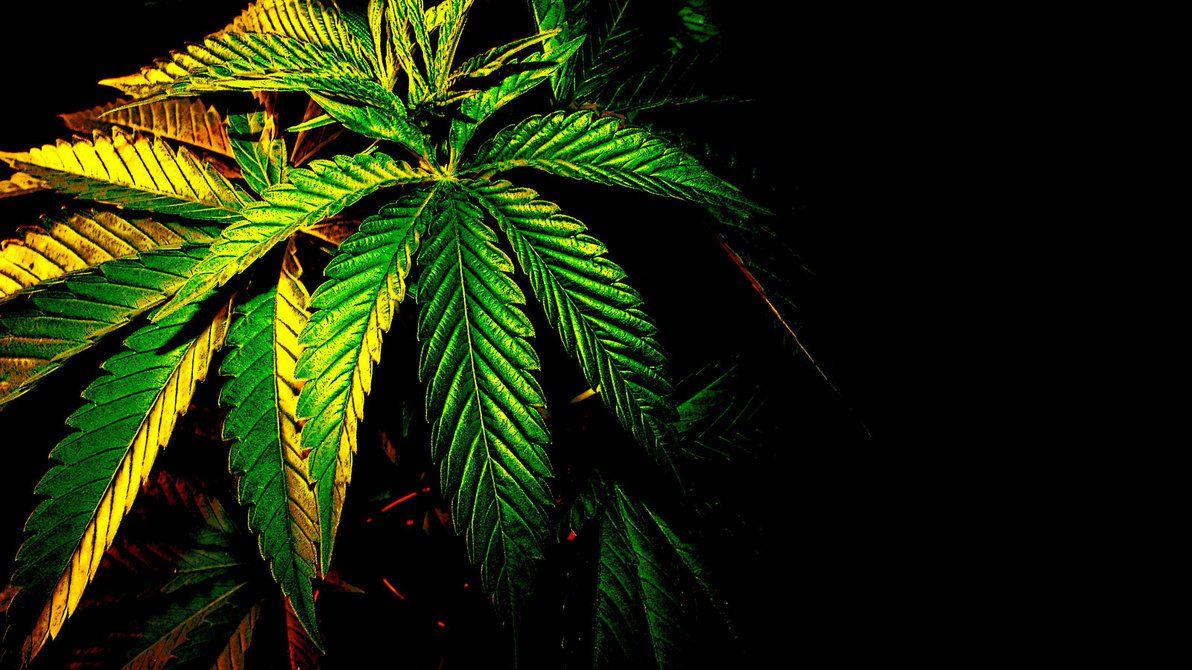 Cannabis HD Wallpaper