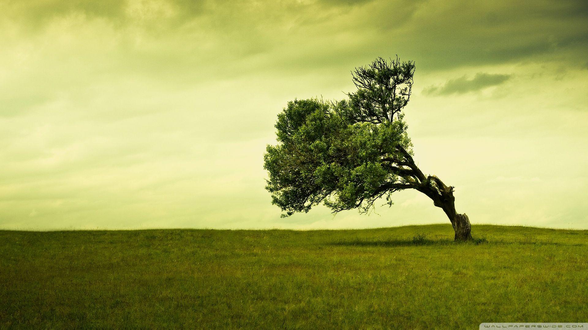 Green Tree ❤ 4K HD Desktop Wallpaper for 4K Ultra HD TV • Wide