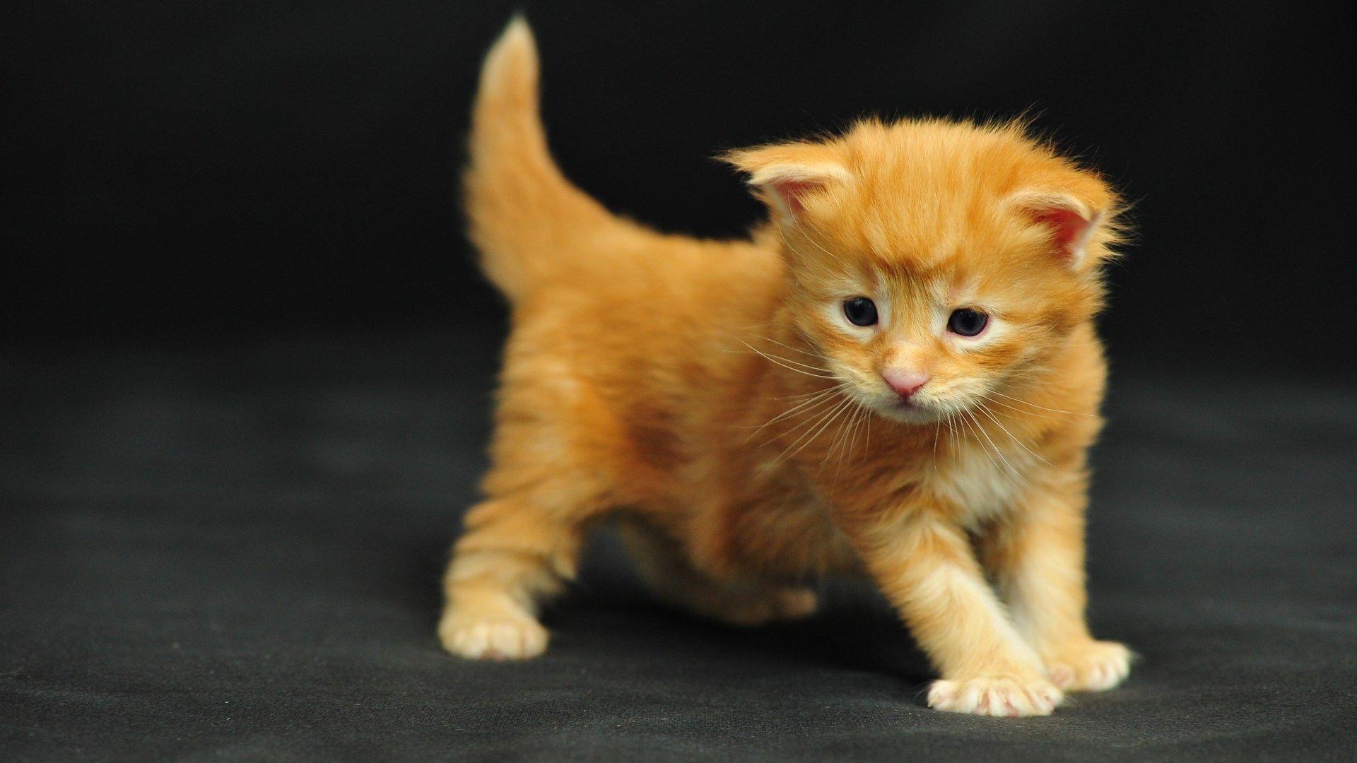 hd wallpaper image wallpaper funny cat ocean maine coon kitten lol