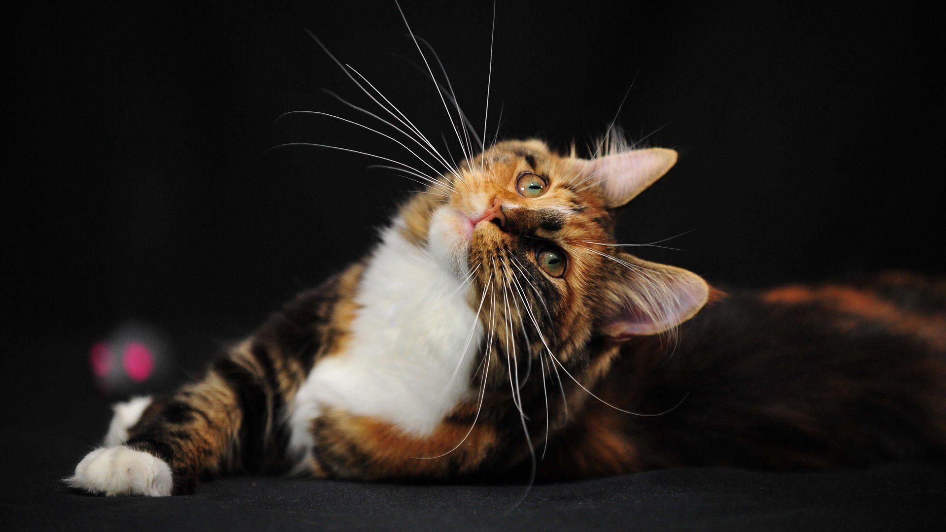 HD Bogatko Mustache Humor Cats Free Background Wallpaper. Download