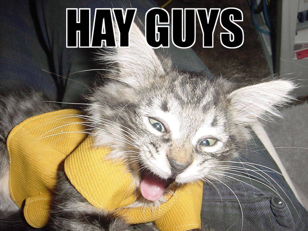 Lolcats 48 Free Wallpaper