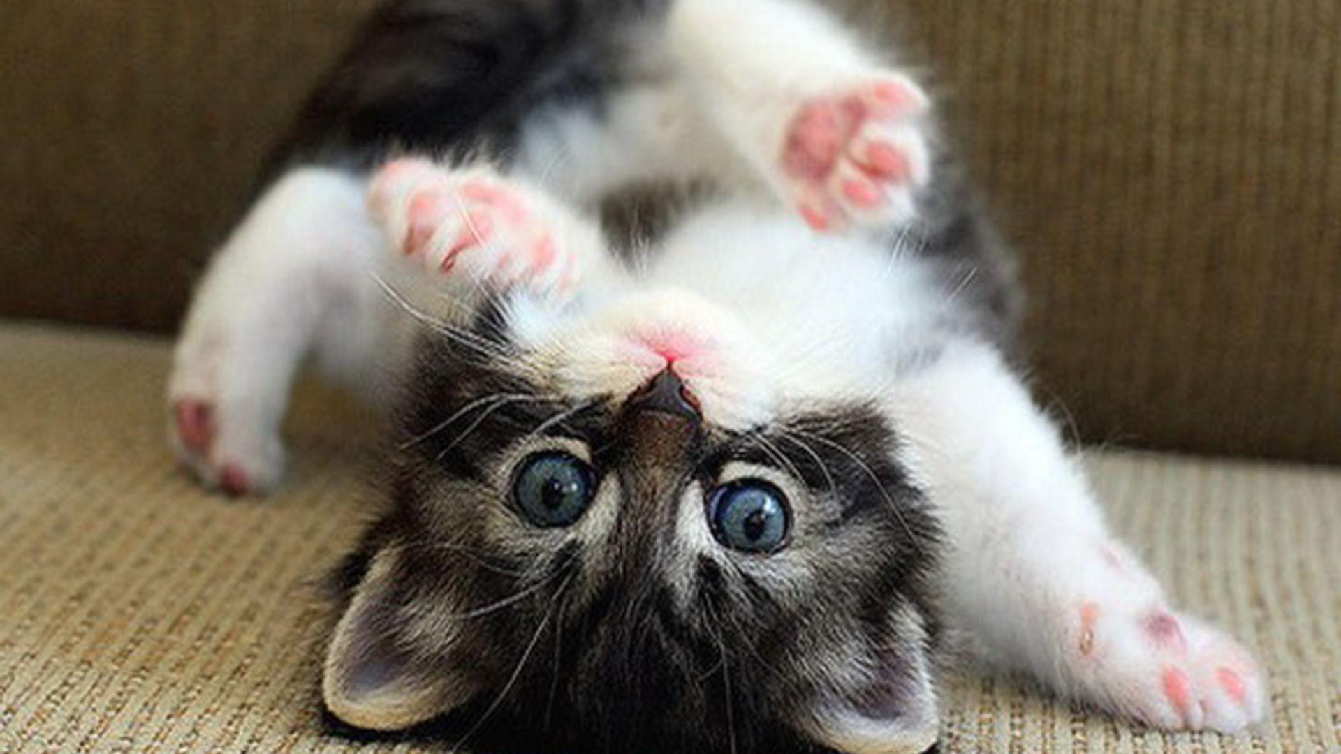 Funny Kitten Wallpaper HD Download Wallpaper, Picture