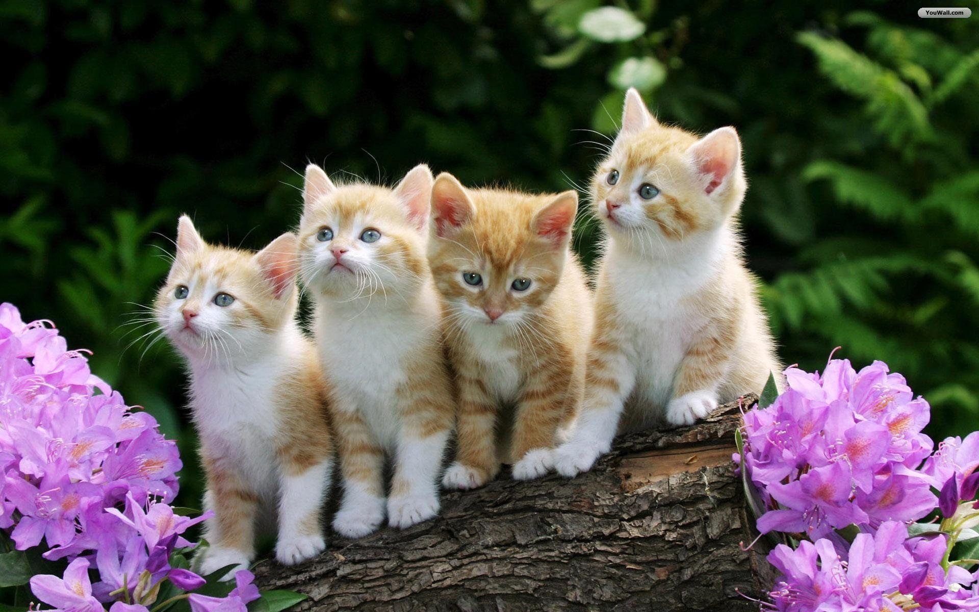 Download Cats Beautiful Cats Free Wallpaper. Full HD Wallpaper