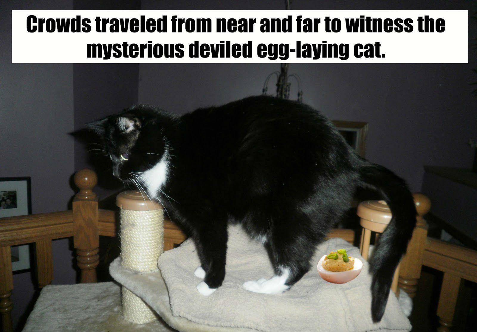 mobile, humor, funny, cats, mobile, tabletfree image, abstract stock