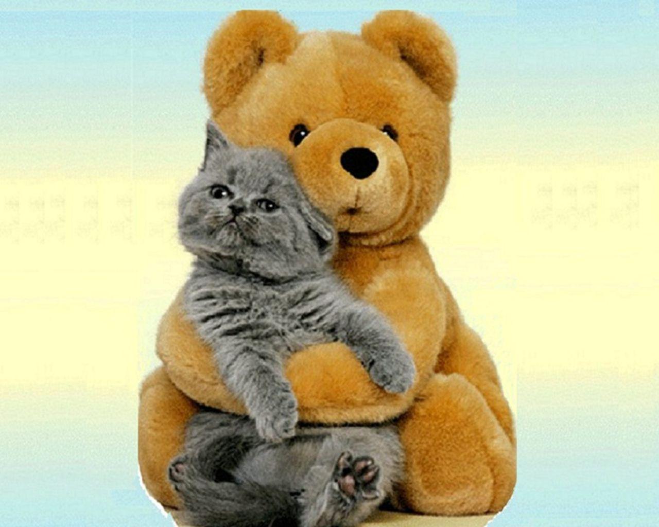 Free HD Cat Wallpaper 1280x1024