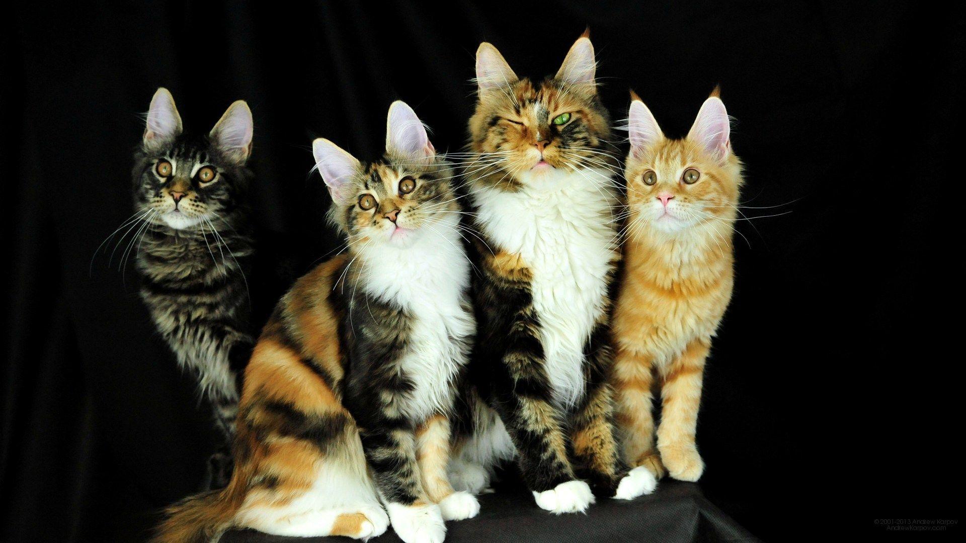 Picture lolcat Funny Cat desktop wallpaper picture 1920 x