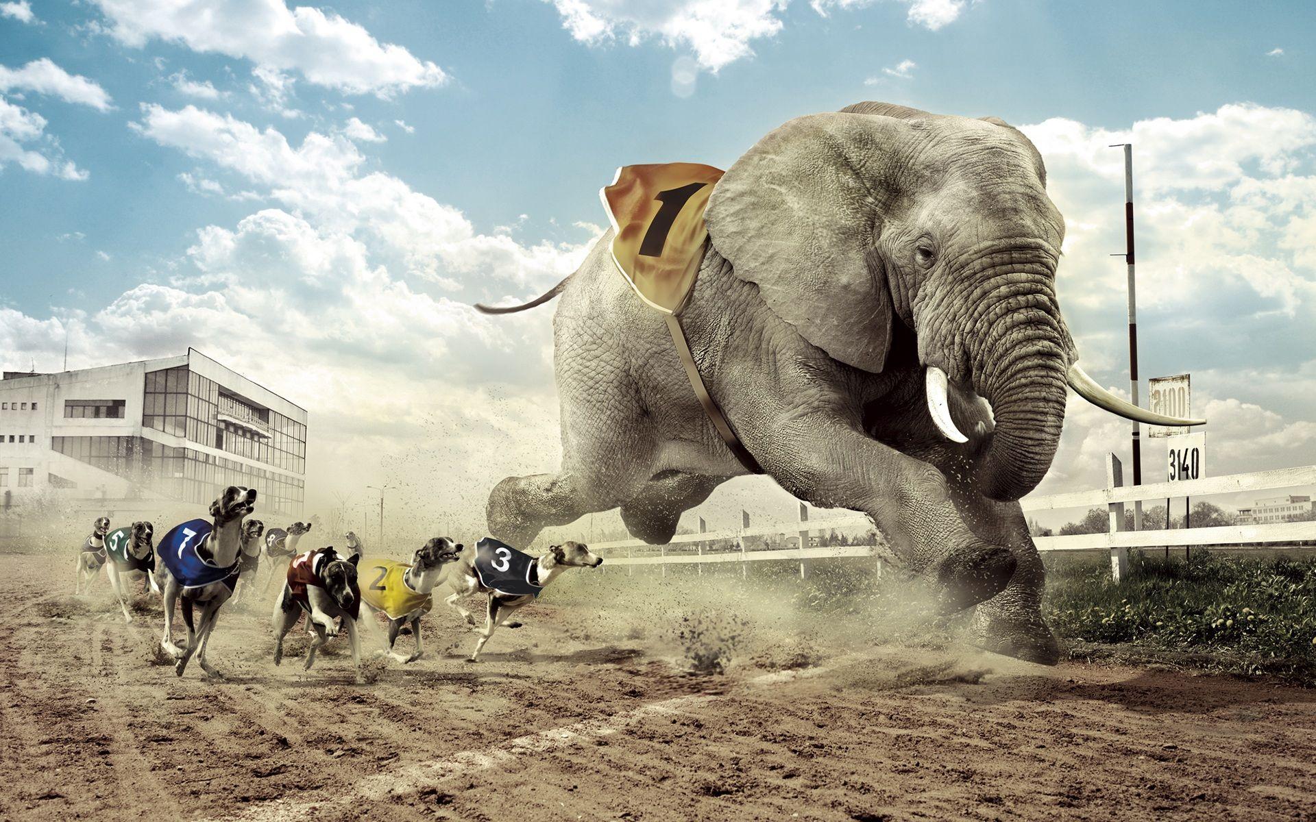 Download Wallpaper 1920x1200 Creative design, dog and elephant race