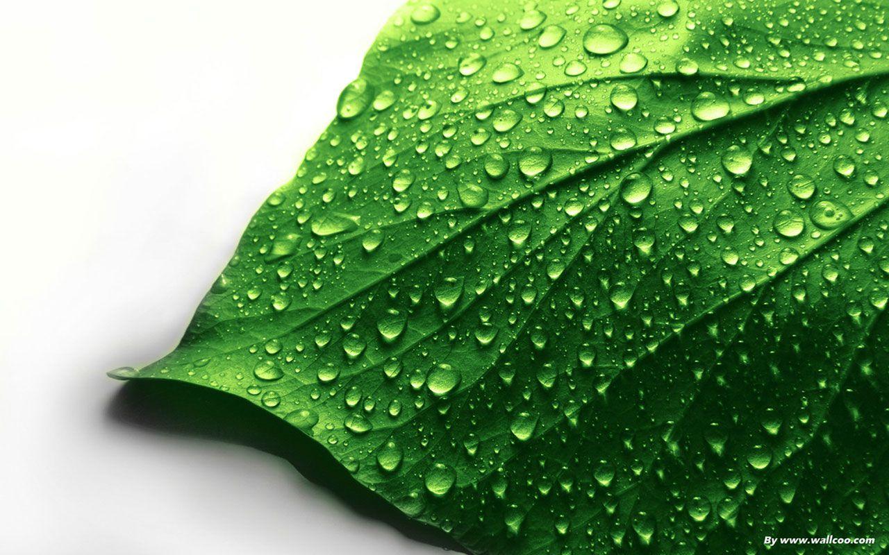 Fresh green green wallpaper － Plant Wallpaper