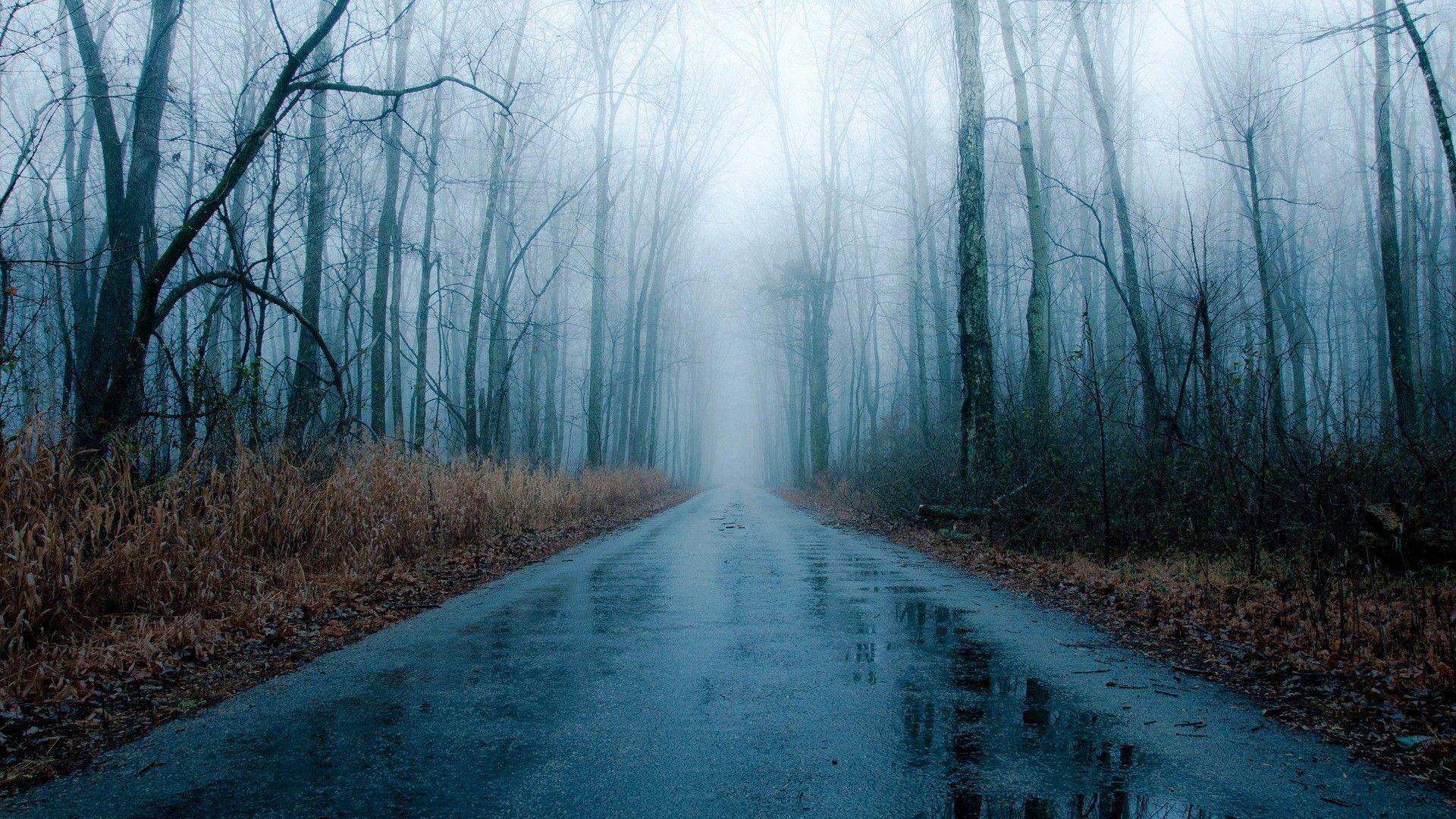 Foggy, rainy road in winter. Foggy forest, Rain wallpaper, Forest road