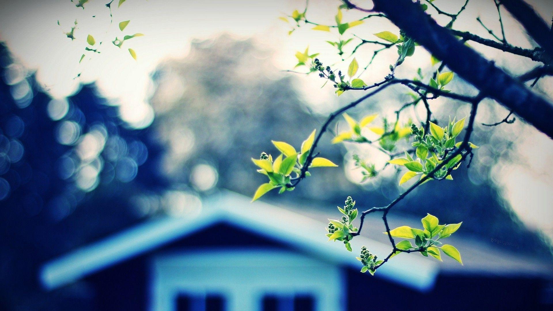 Tree and House HD 1080p Wallpaper Download. vino
