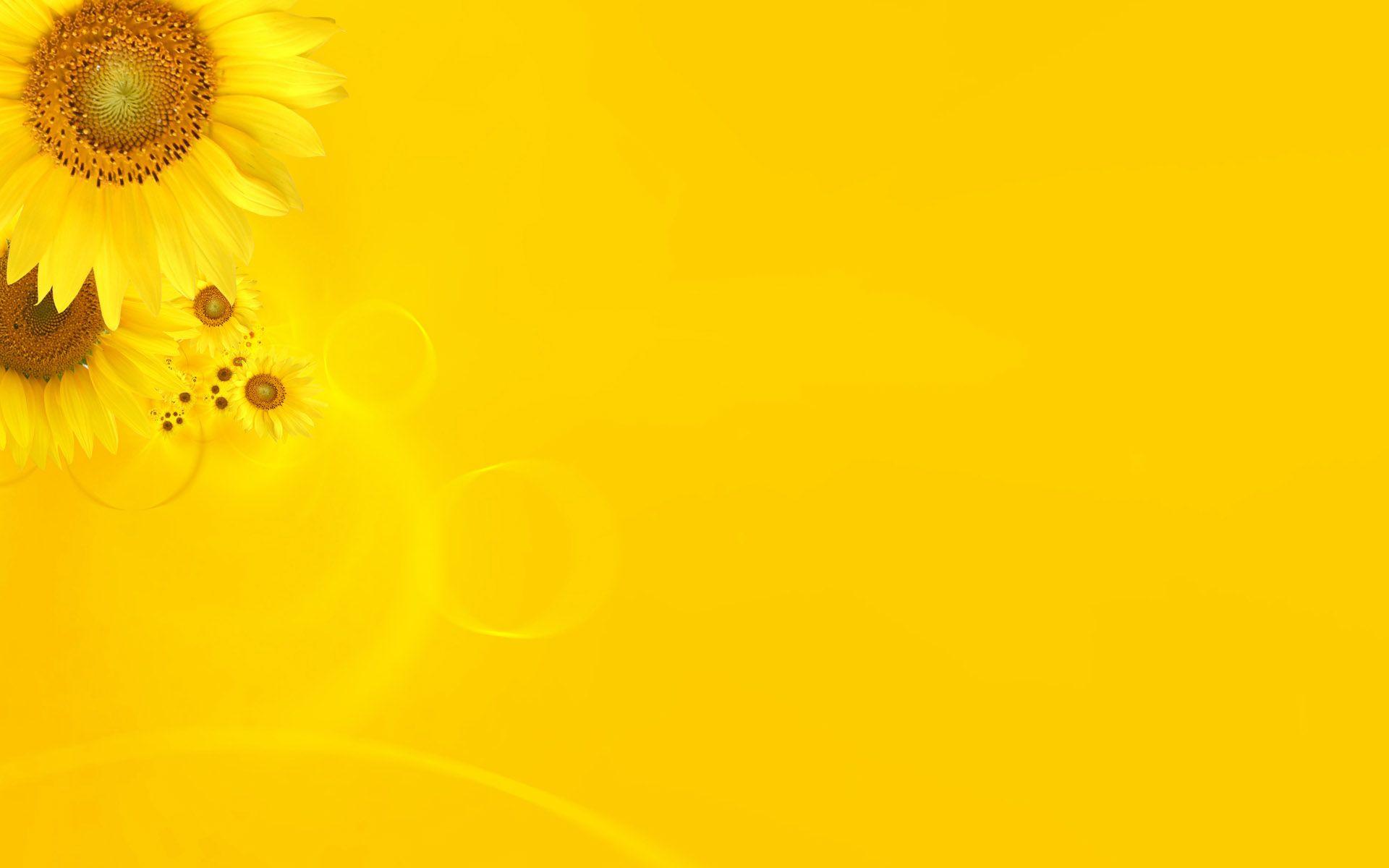 Yellow Flowers Desktop Background, High Definition