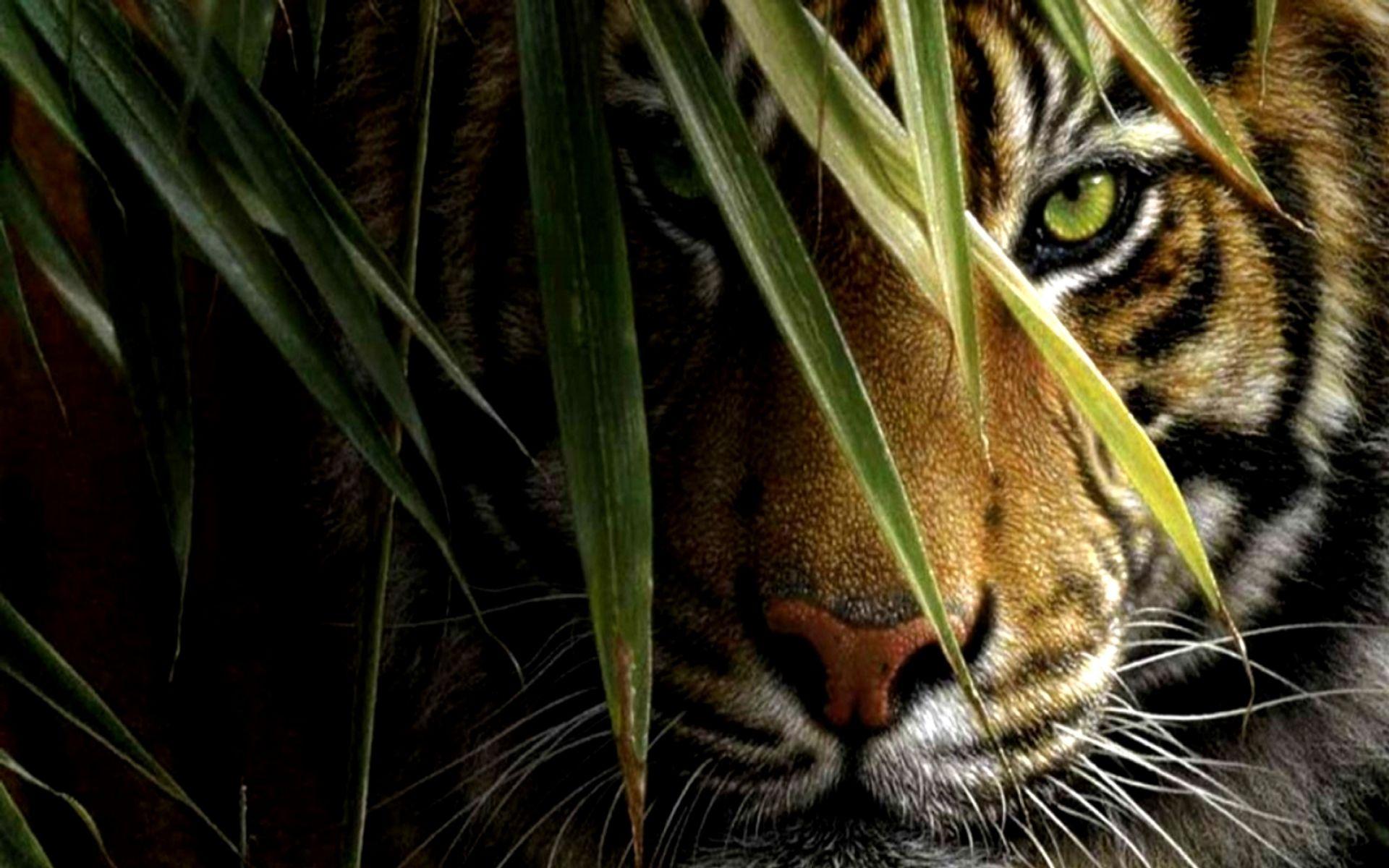 Tiger HD Wallpaper Eye HD Desktop HD Wallpapers L A Ibackgroundz