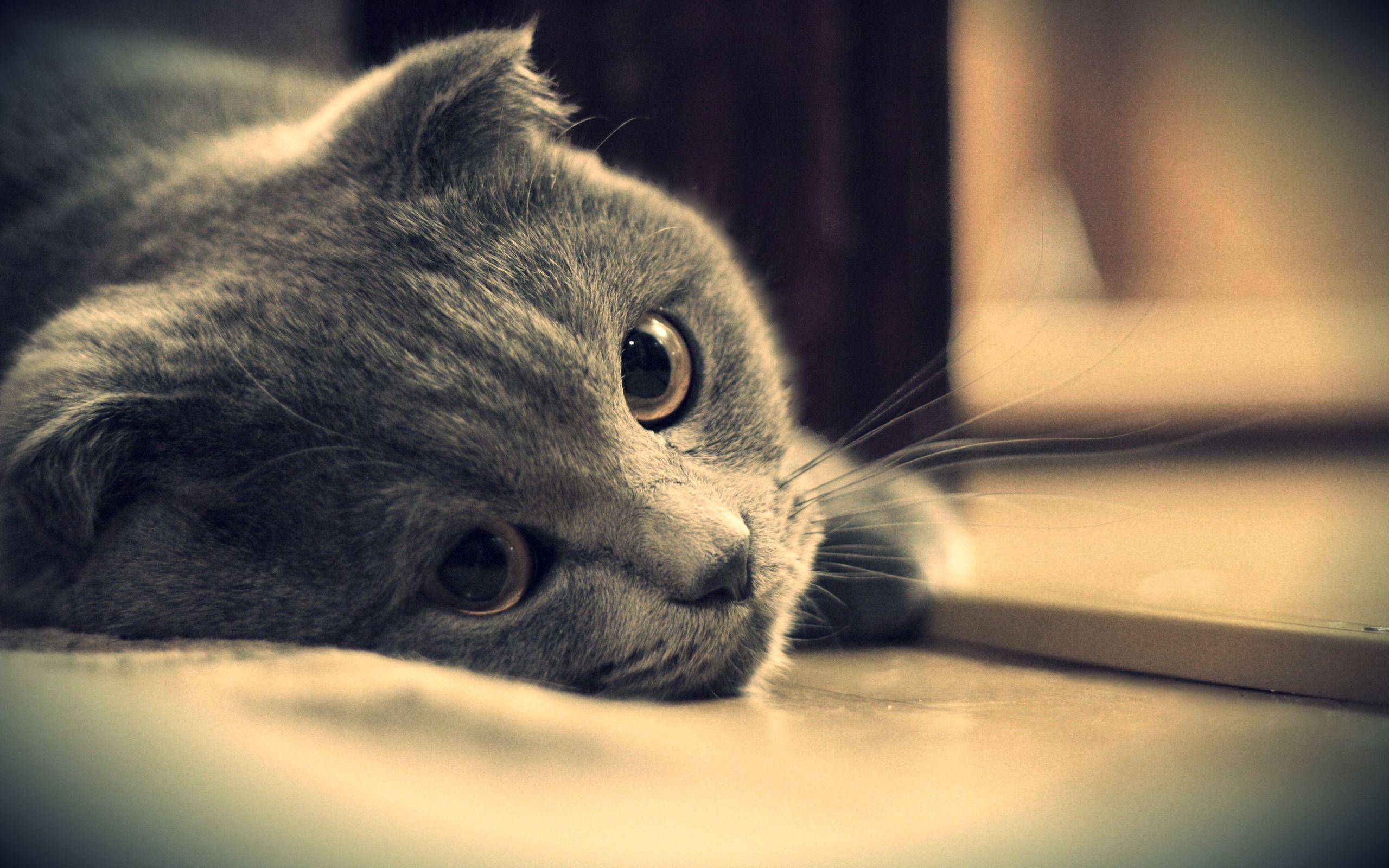 Cat Full HD Wallpaper and Background Imagex1600