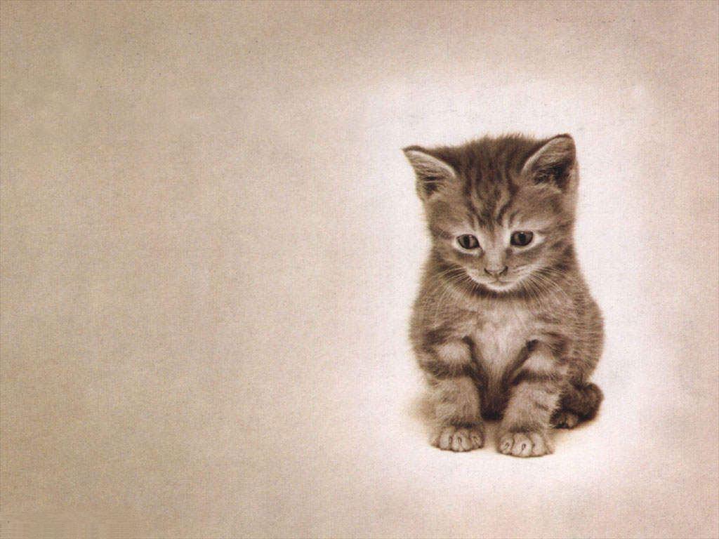 Free Sad Cat Cute Colorful Pics HD Image Desktop And Litle Pups Of