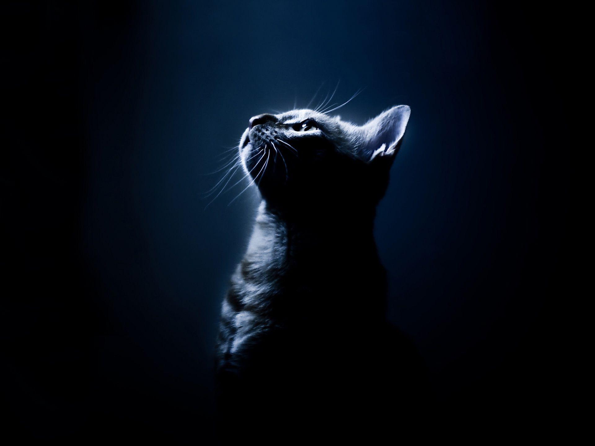 Feeling lonely and sad cat HD wallpaperNew HD wallpaper