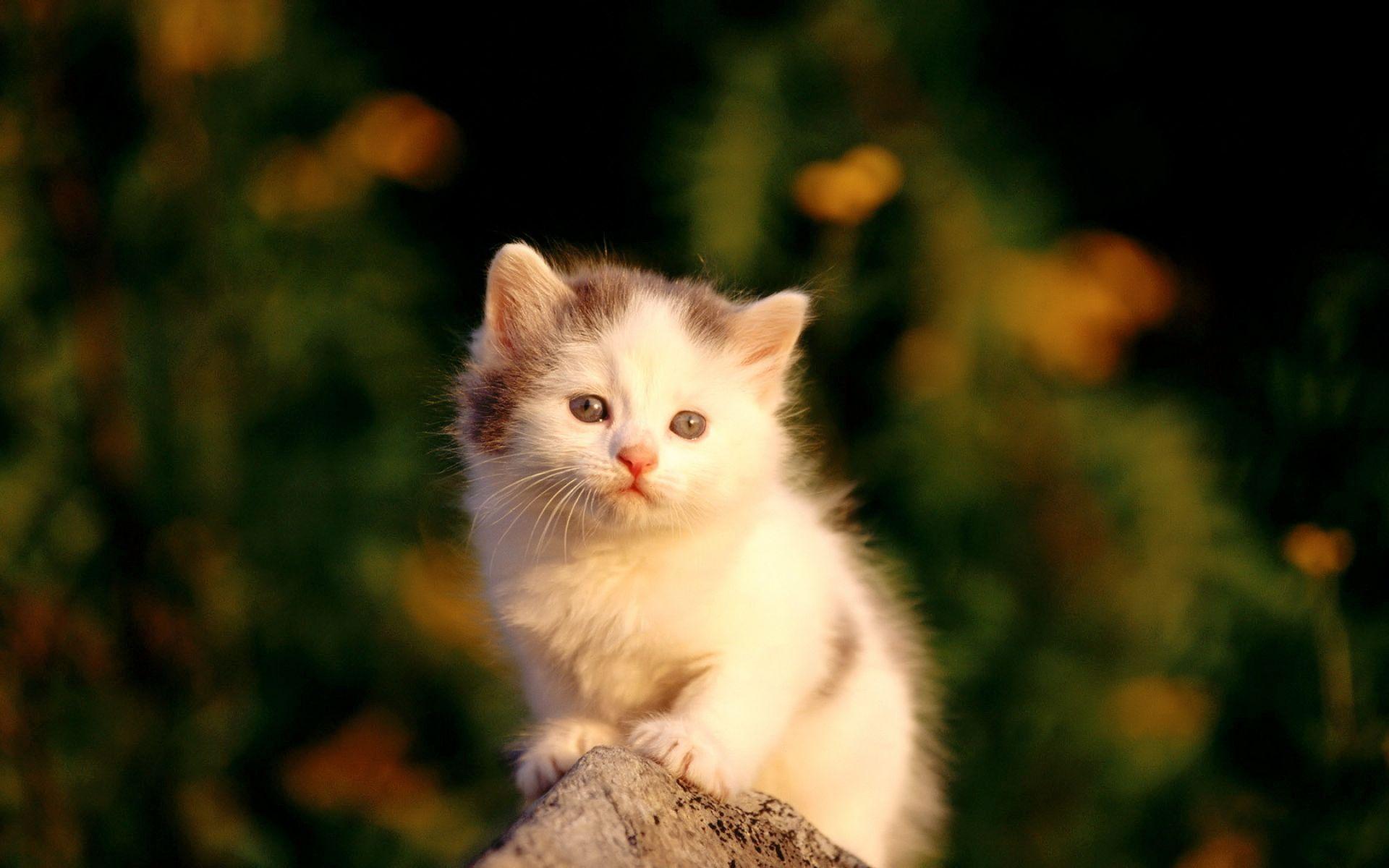 Sad Baby Cat Kitten Wallpaper. HD Animals and Birds Wallpaper