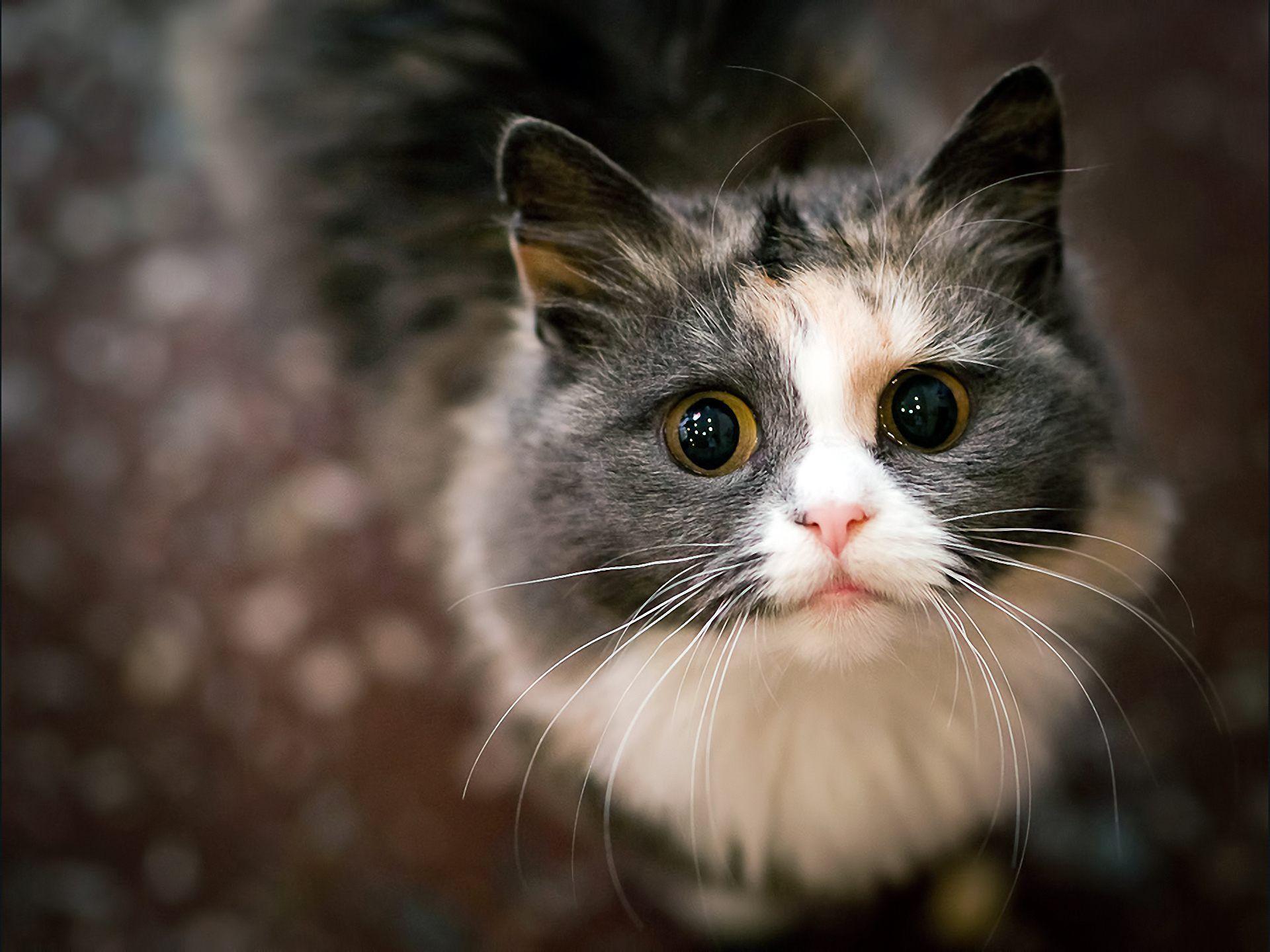 Best Sad Cat Cute Colorful Pics High Resolution Desktop Face