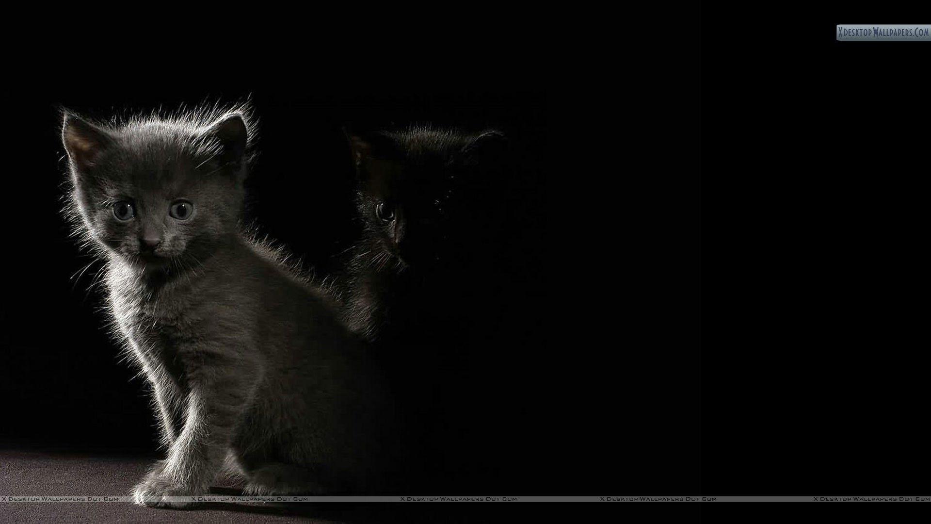 Cat In Dark Shadow Wallpaper