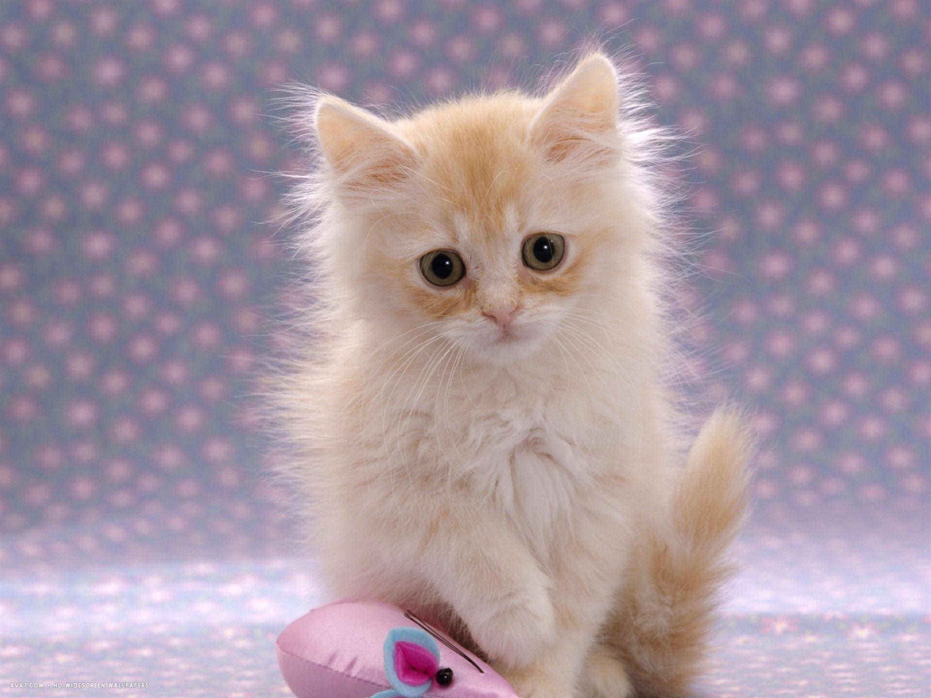 week fluffy cream kitten with sad expression. domestic cat HD