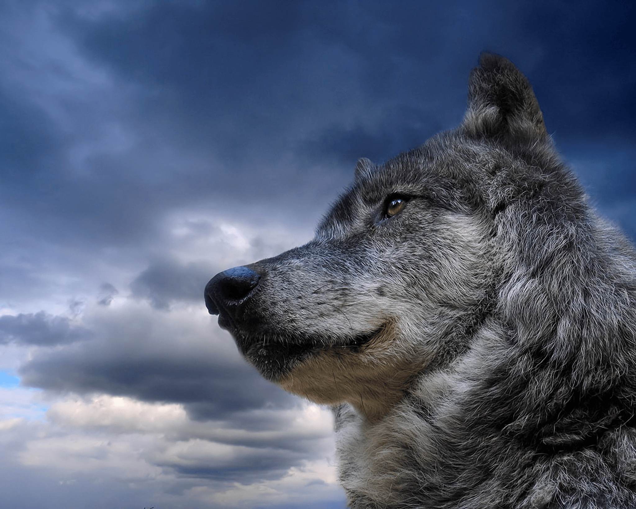 Gray Wolf HD Wallpaper and Background Image