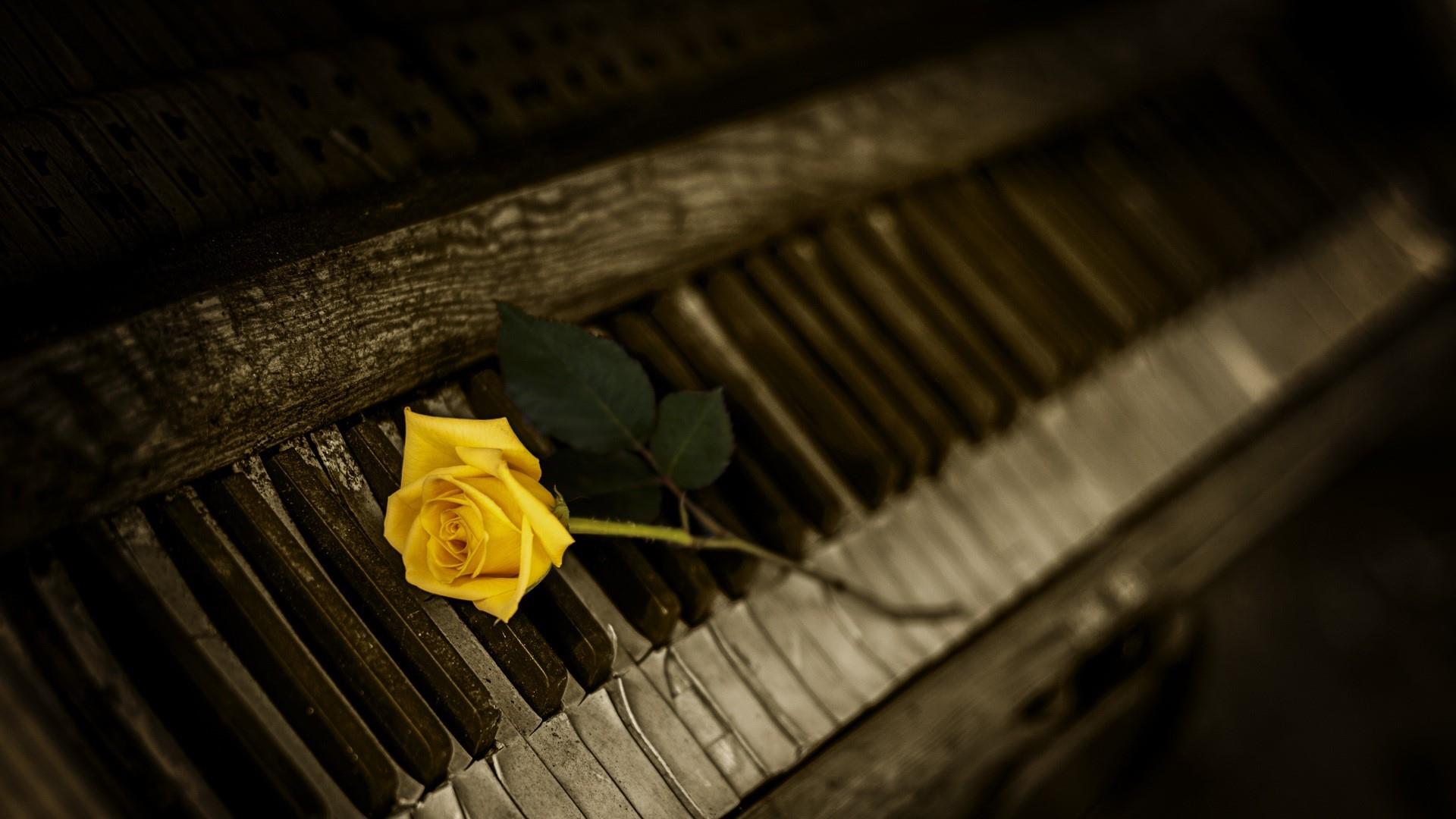 Yellow Rose On The Piano Wallpaper. Wallpaper Studio 10