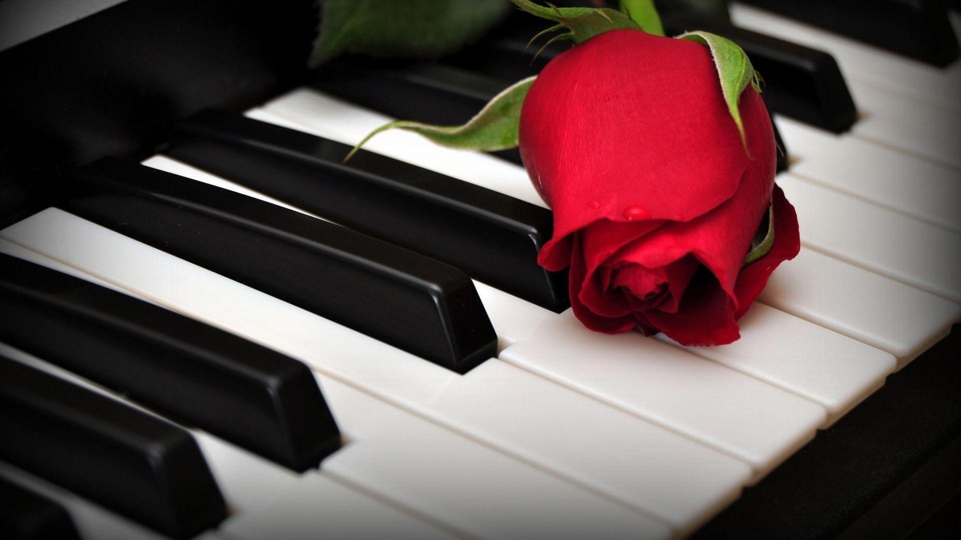Wallpaperrose Flower Keys Piano Full HD Wallpaper Rose Widescreen Of