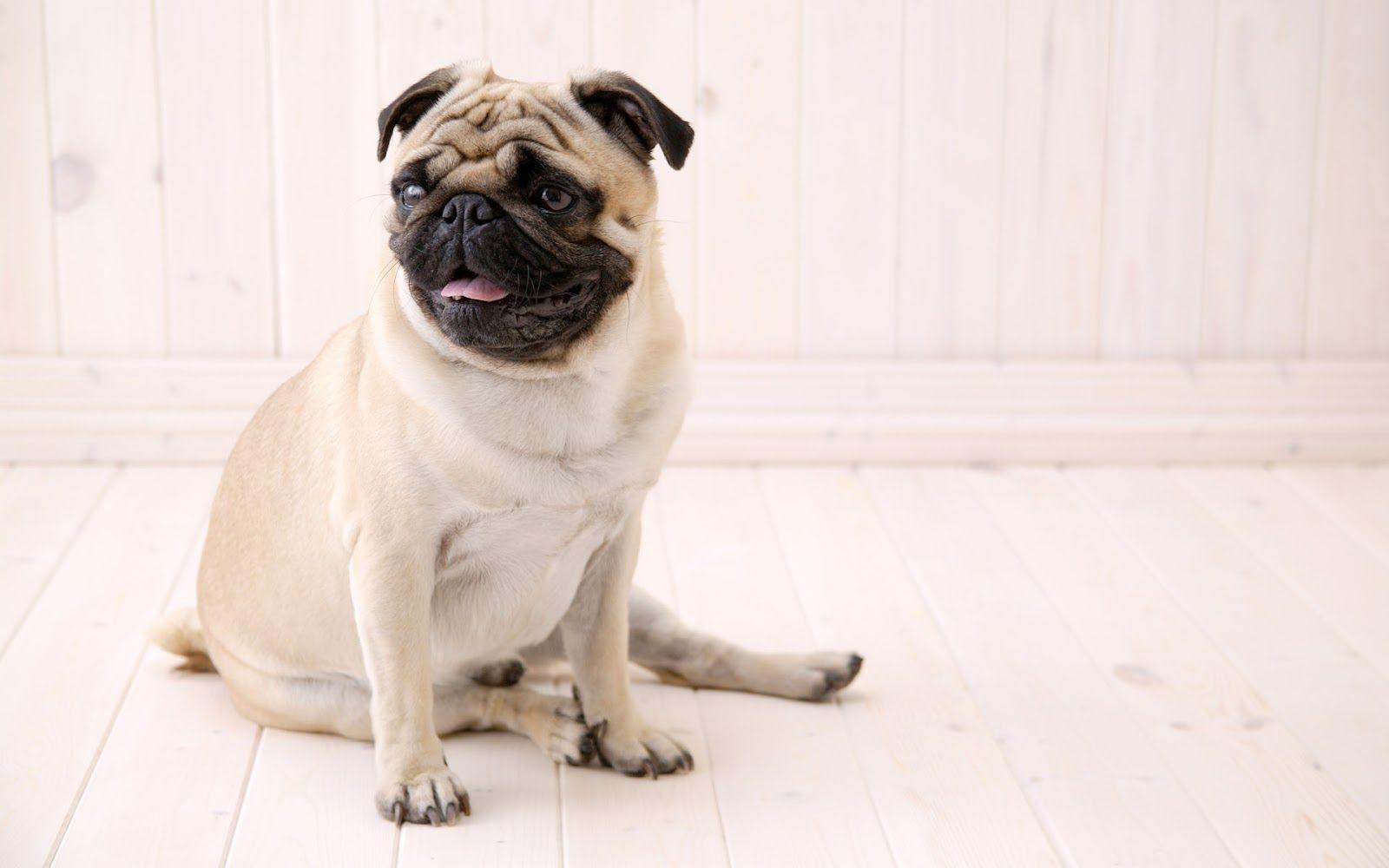All Wallpaper: Pug Dog HD Wallpaper