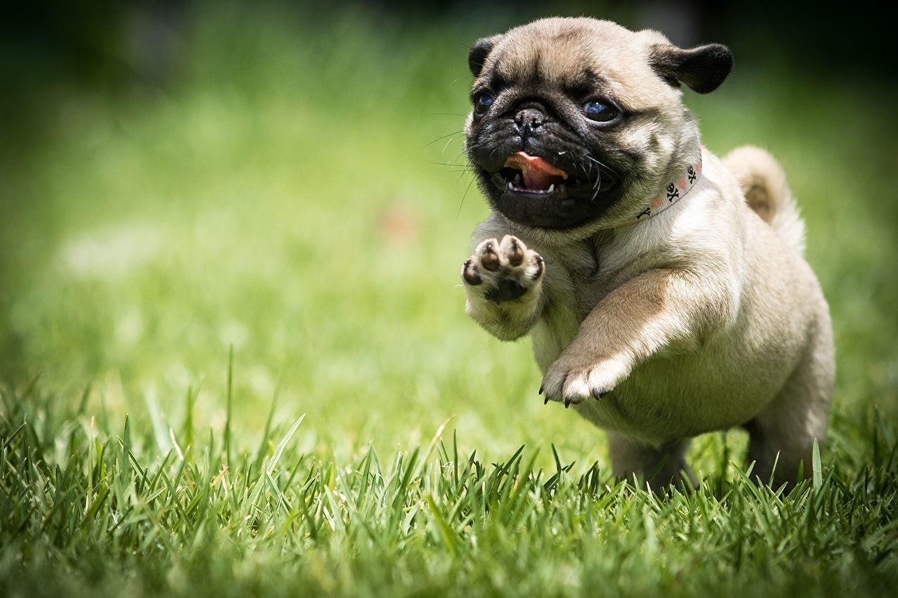 Wallpaper Pug Puppy Dogs Run Food Grass