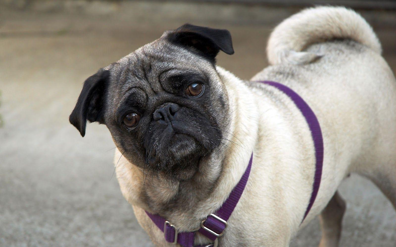 Pug Dog Best HD Wallpaper 2013 All About HD Wallpaper
