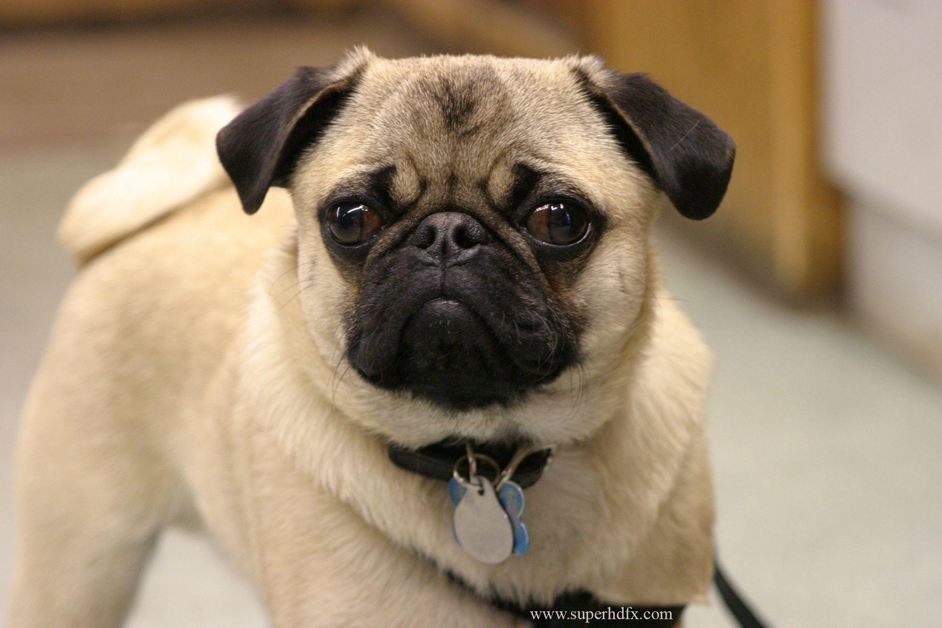 Pug dog HD wallpaper