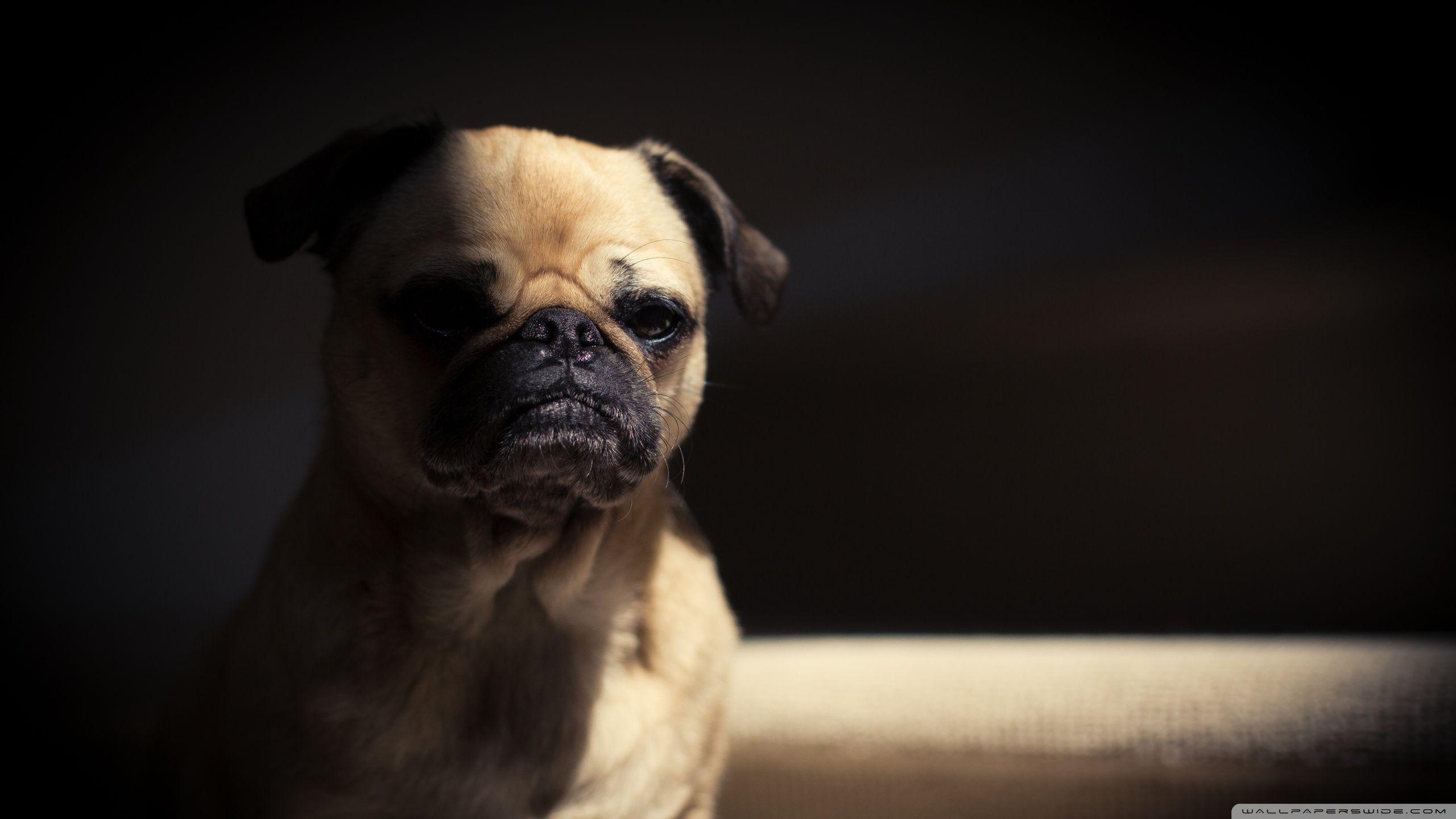 Very Sad Pug Dog ❤ 4K HD Desktop Wallpaper for 4K Ultra HD TV