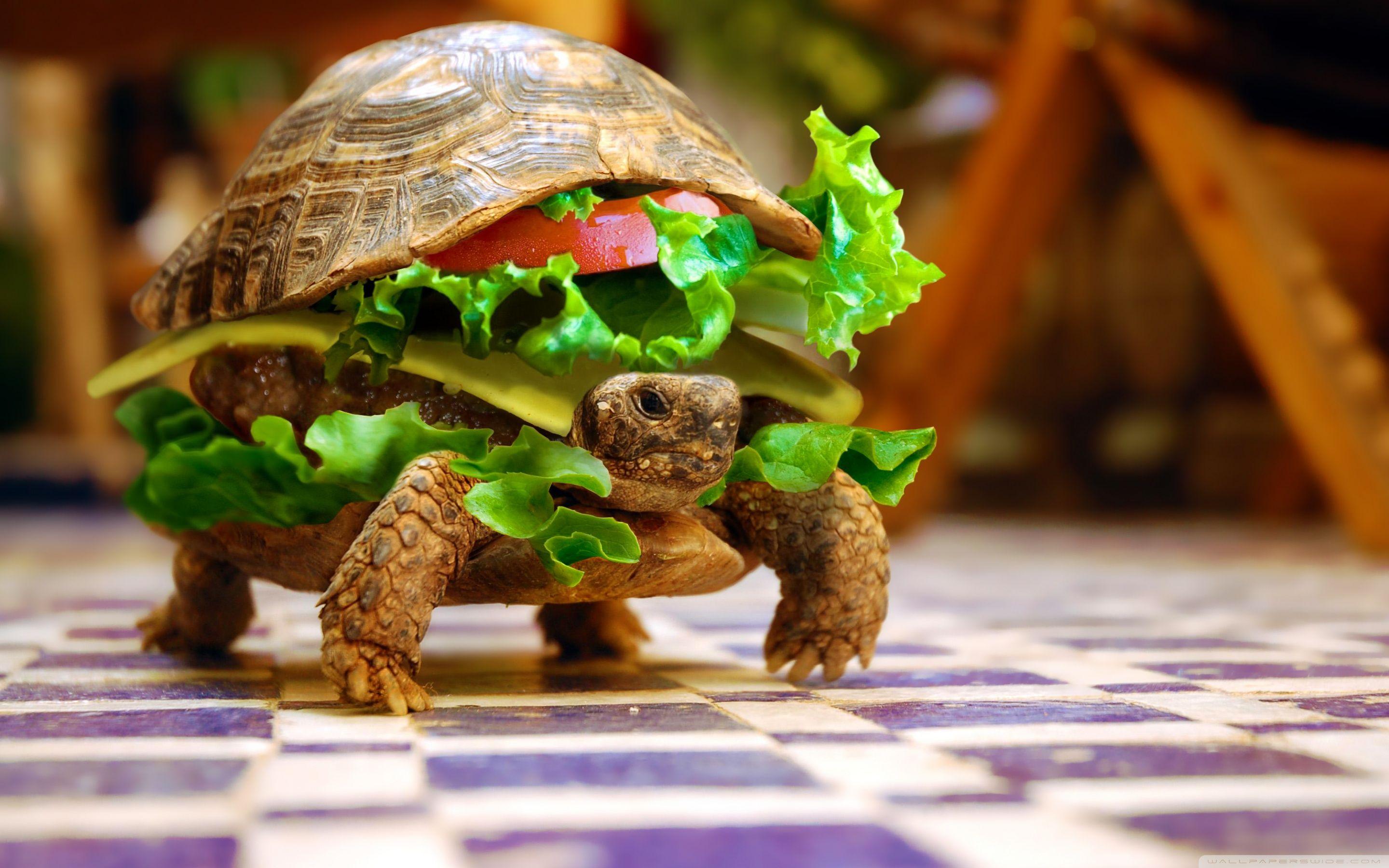 Cheese Turtle Burger By K23 ❤ 4K HD Desktop Wallpaper for 4K Ultra