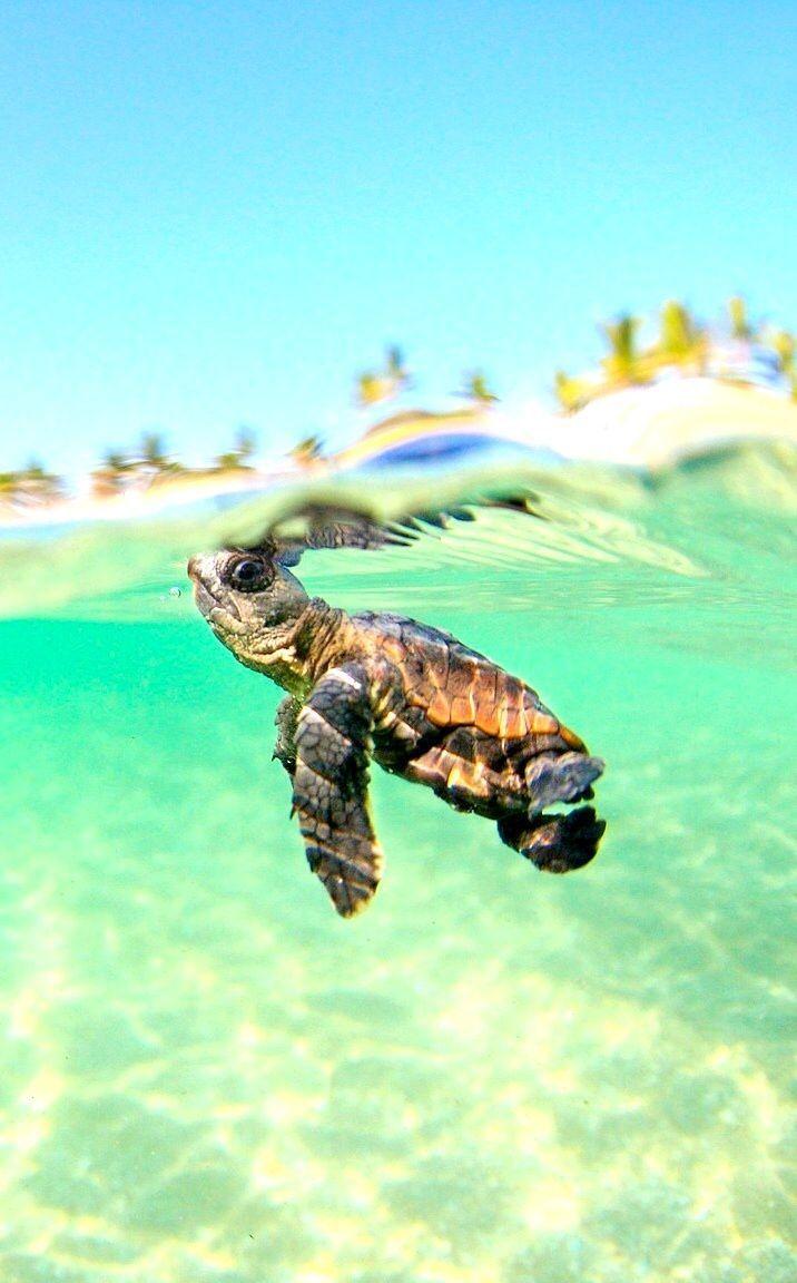 Sea Turtle Desktop Wallpaper