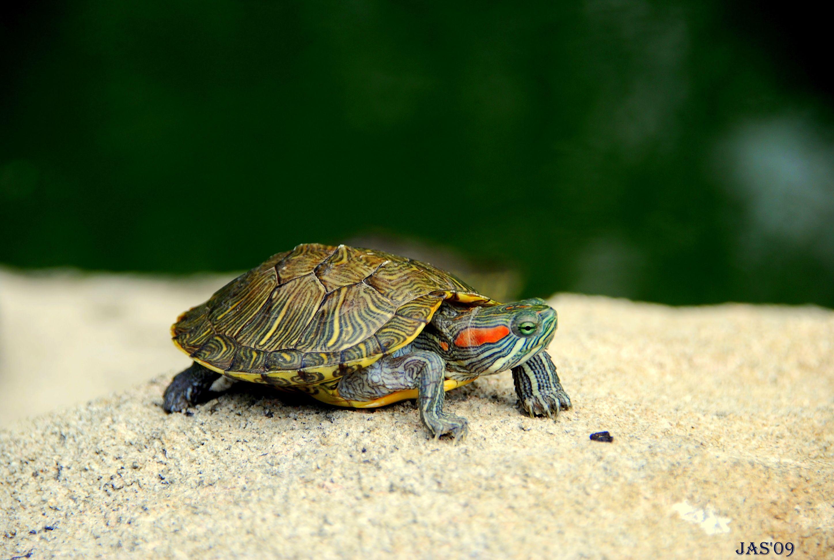 Turtle Full HD Wallpaper and Background Imagex1944