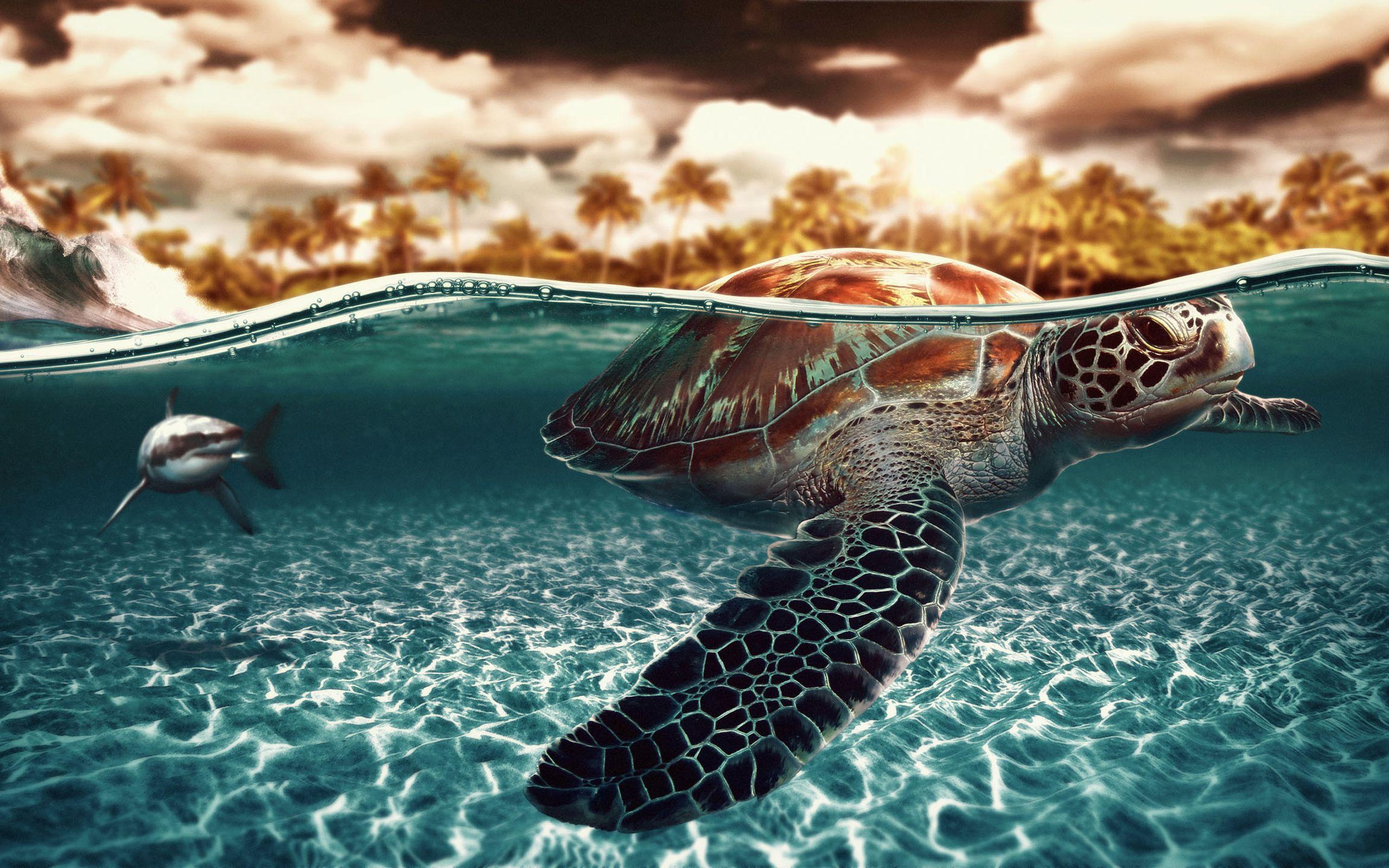 High Quality Cute Sea Turtle Wallpaper. Full HD Picture