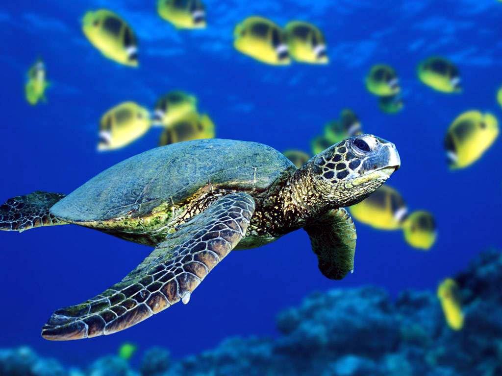 Turtle Picture abd Sea Turtle Wallpaper