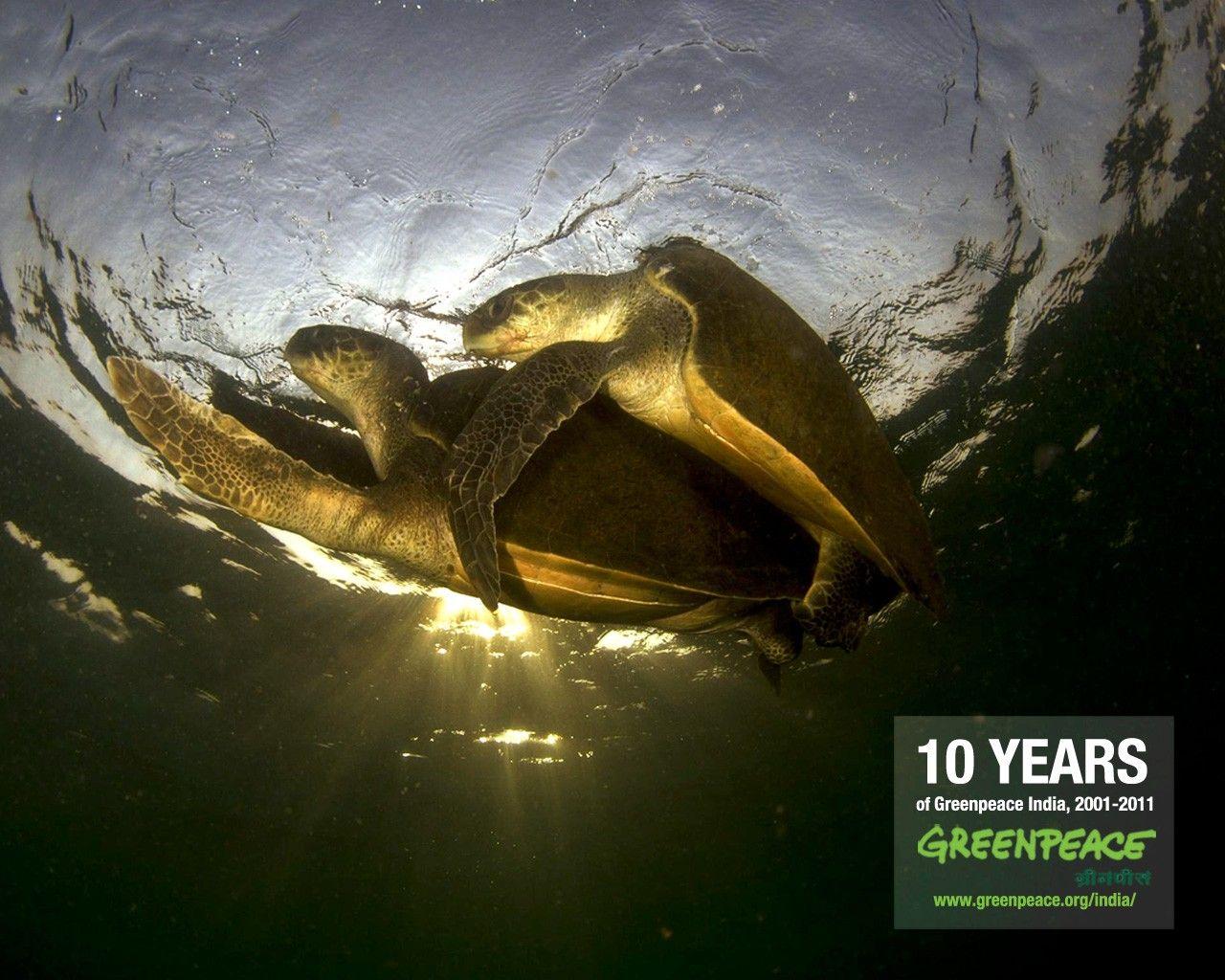 Misc: Turtle Years Peace India Sea Underwater Greenpeace Green