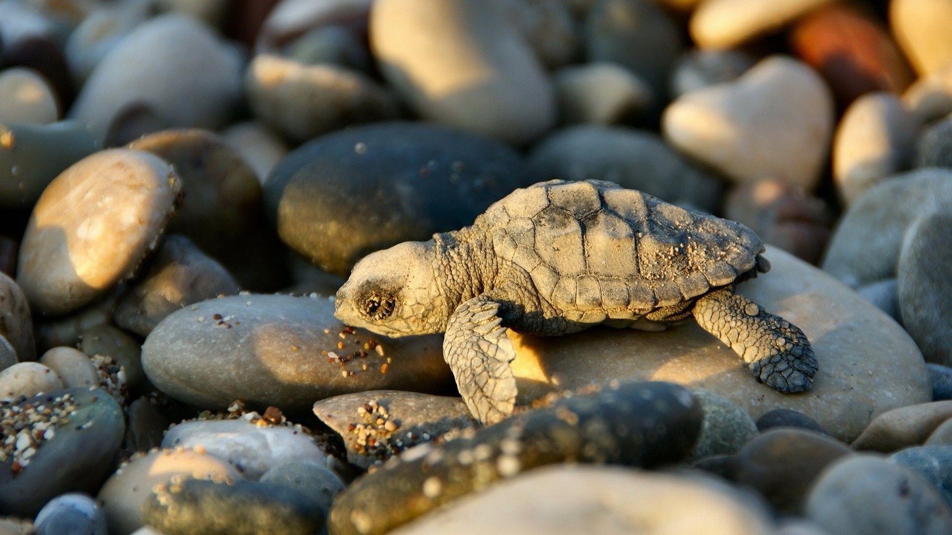 Cute Little Turtle. Download HD Wallpaper