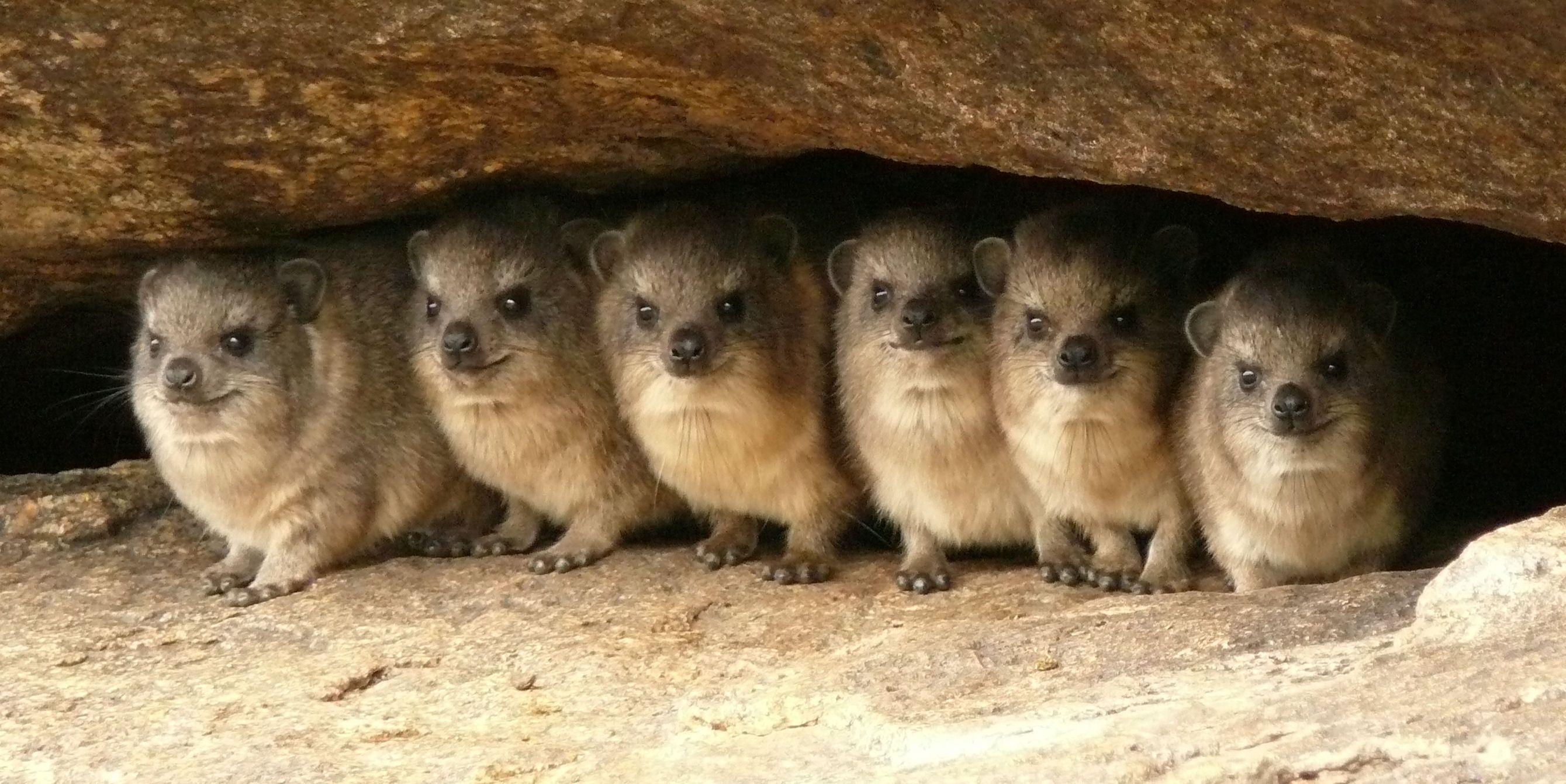 Rock Hyrax Wallpapers - Wallpaper Cave