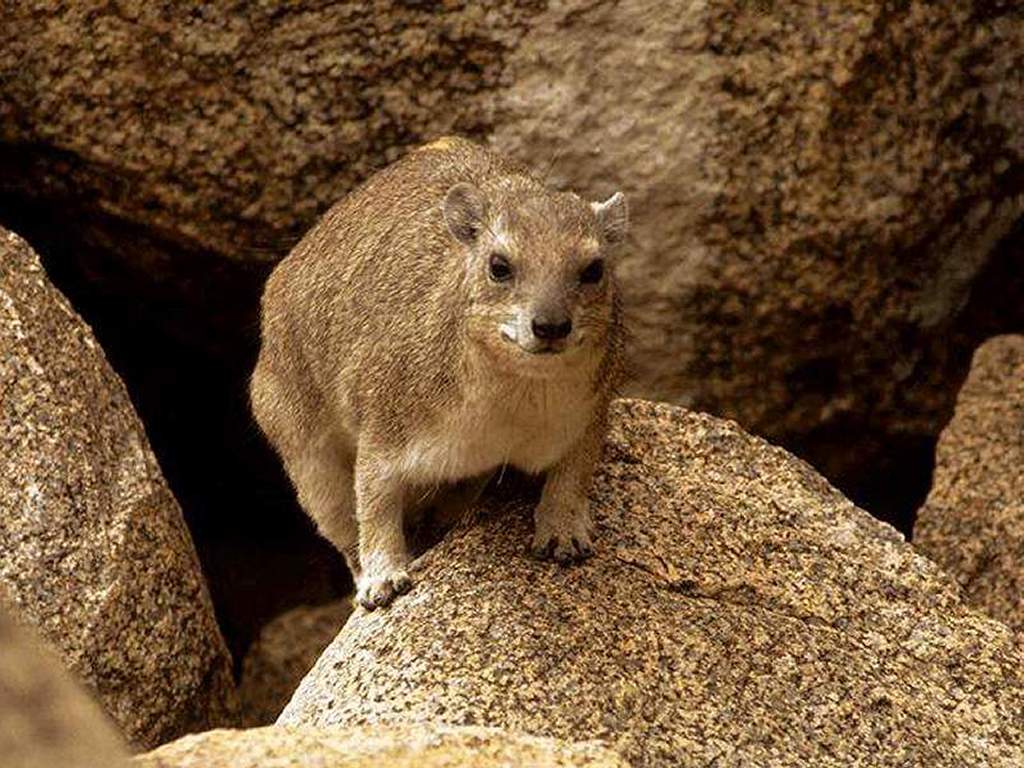 Древний родственник слона. Животное на столовой горе. Hyrax 10. Sinai Rock Hyrax. Hurghada Rock Hyrax.