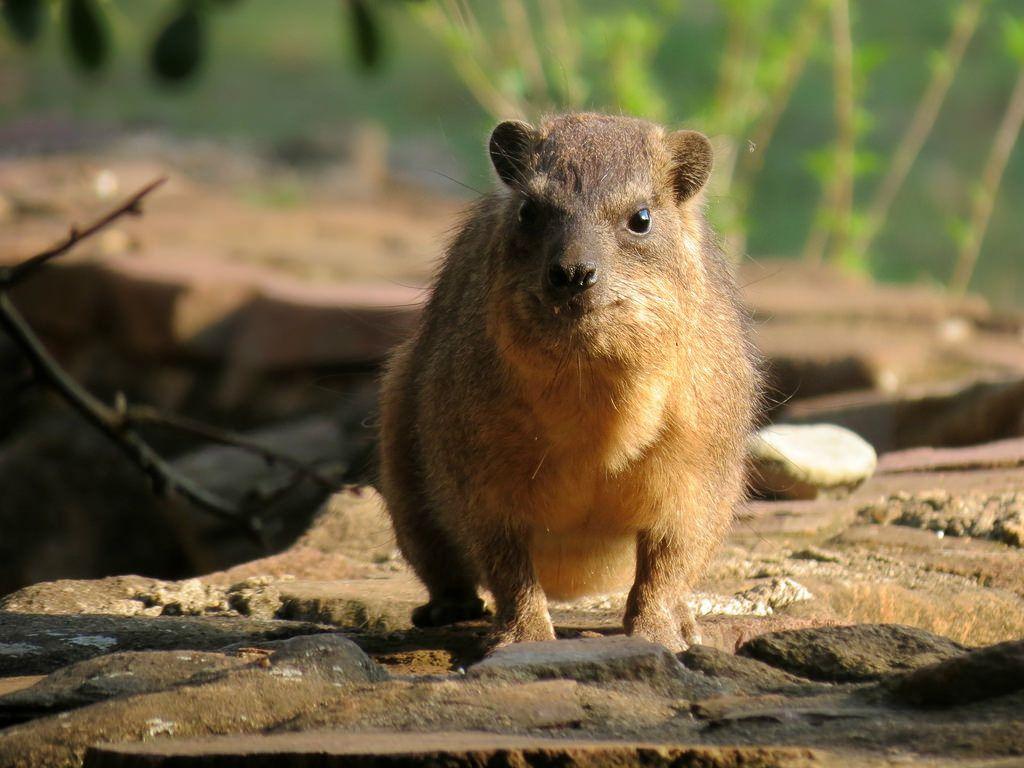 Rock Hyrax Wallpapers - Wallpaper Cave