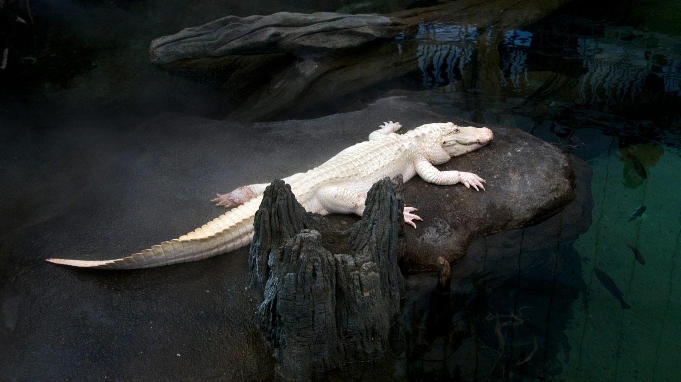 Langwieser Viaduct, Switzerland. Albino alligator resting on rock
