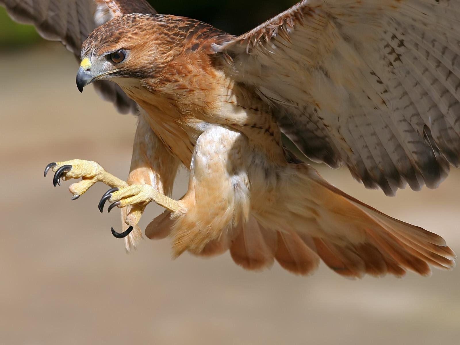 Red Tailed Hawk HD Wallpaper And Background Image