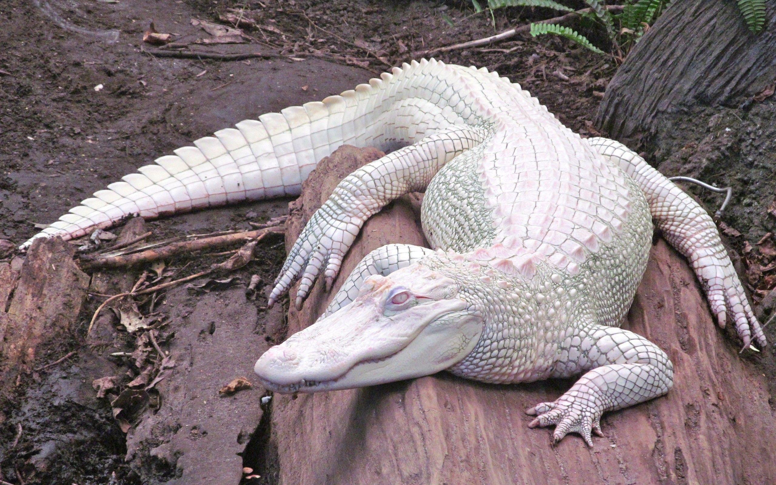Albino Alligator HD Wallpaper. Beautiful image HD Picture